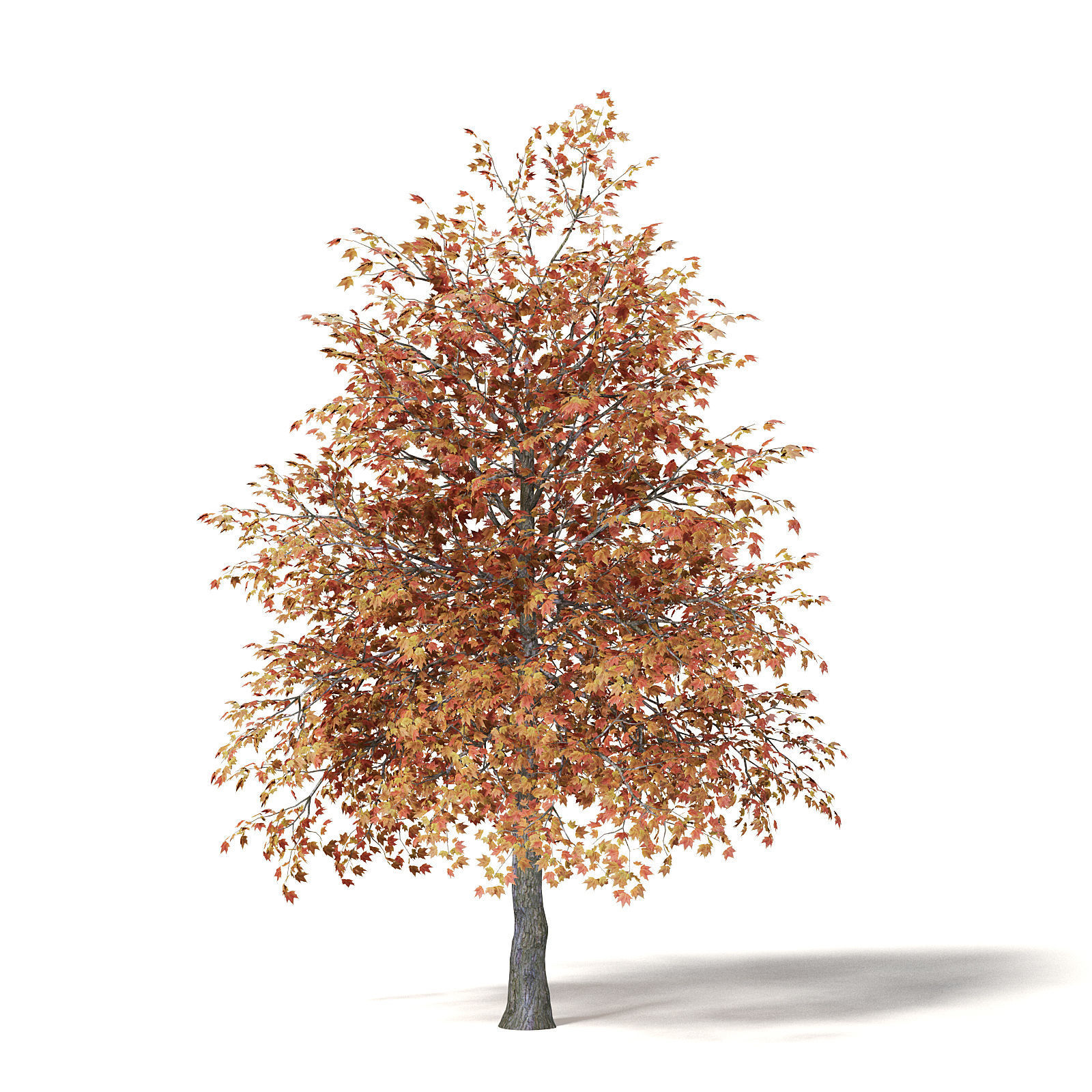 Sugar Maple 3D Model 5m 3D model_4