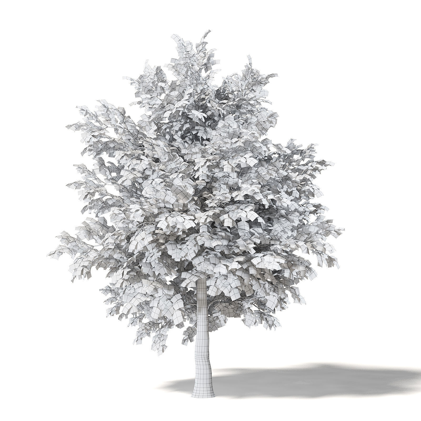 Sugar Maple 3D Model 7m 3D model_7
