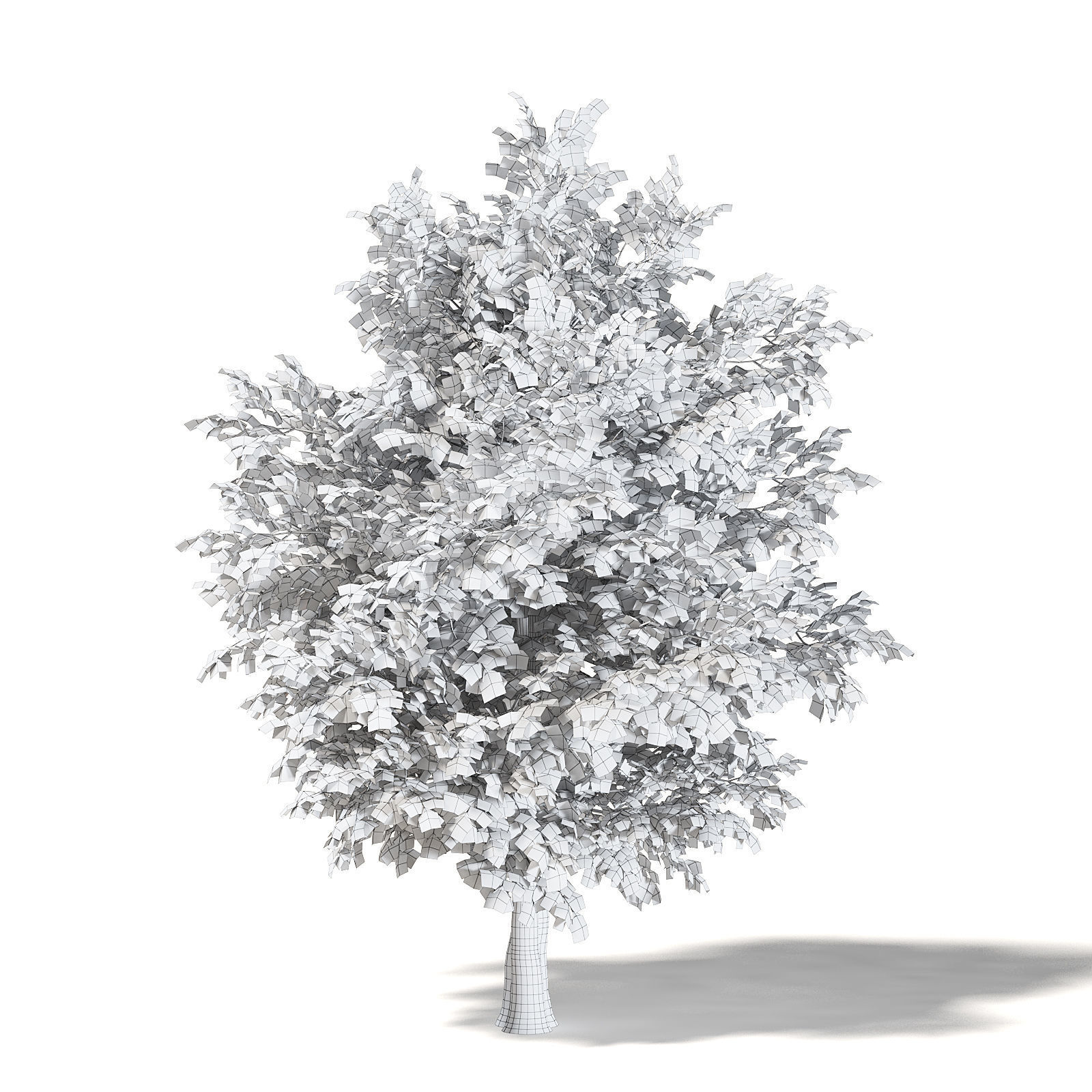 Sugar Maple 3D Model 7m 3D model_3