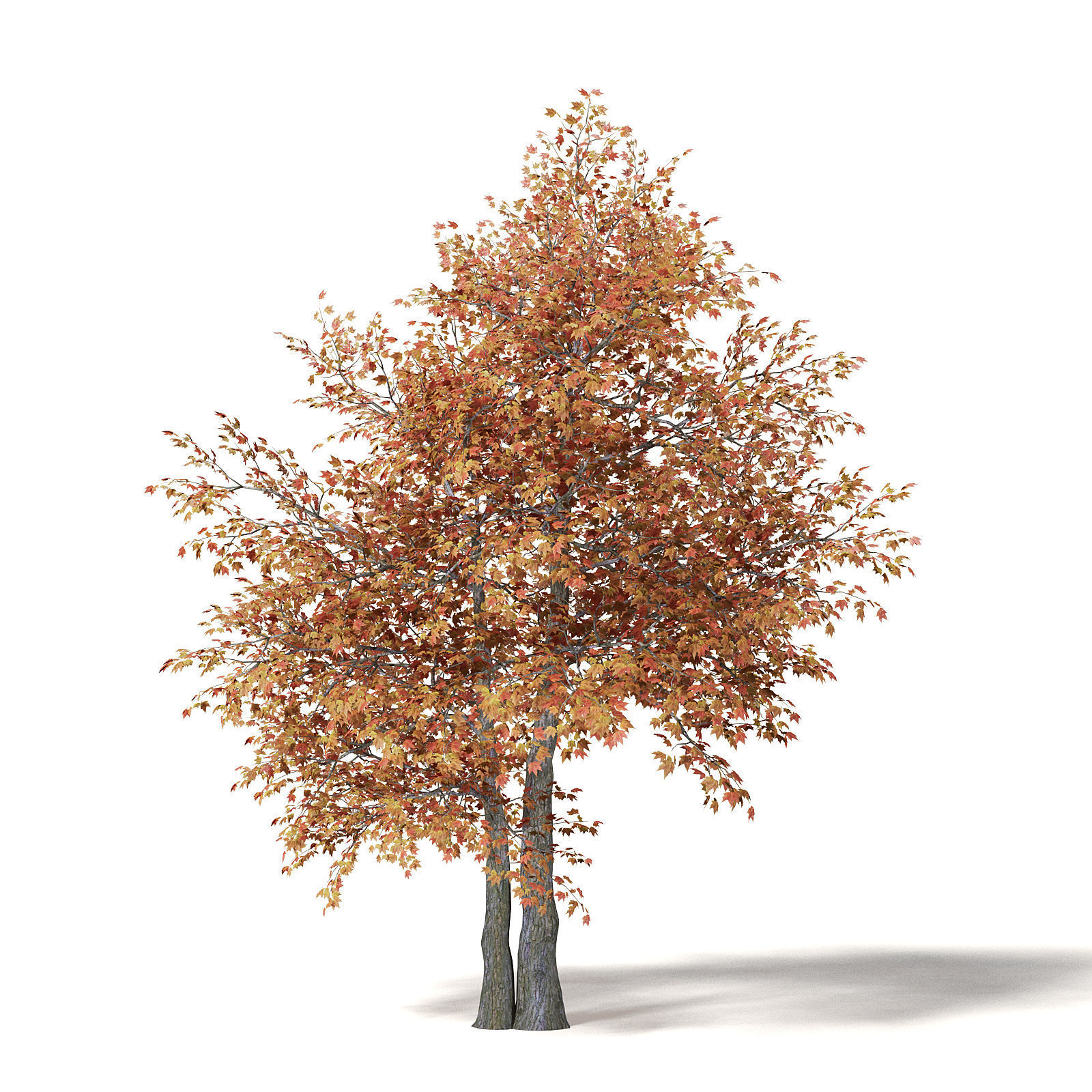 Sugar Maple 3D Model 7m 3D model_4