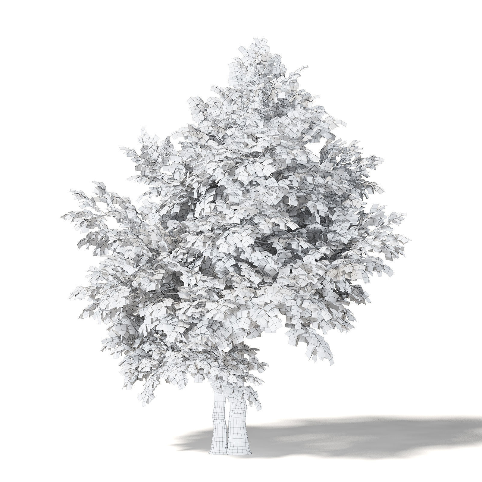 Sugar Maple 3D Model 7m 3D model_5