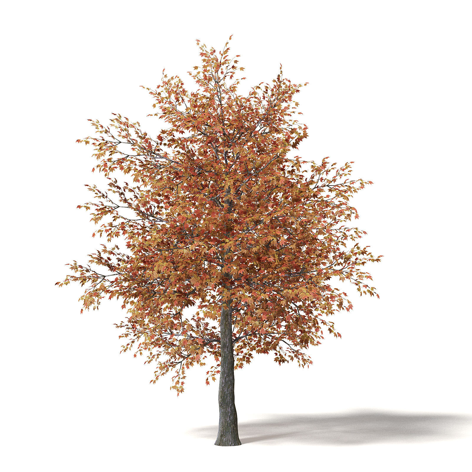 Sugar Maple 3D Model 7m 3D model_6