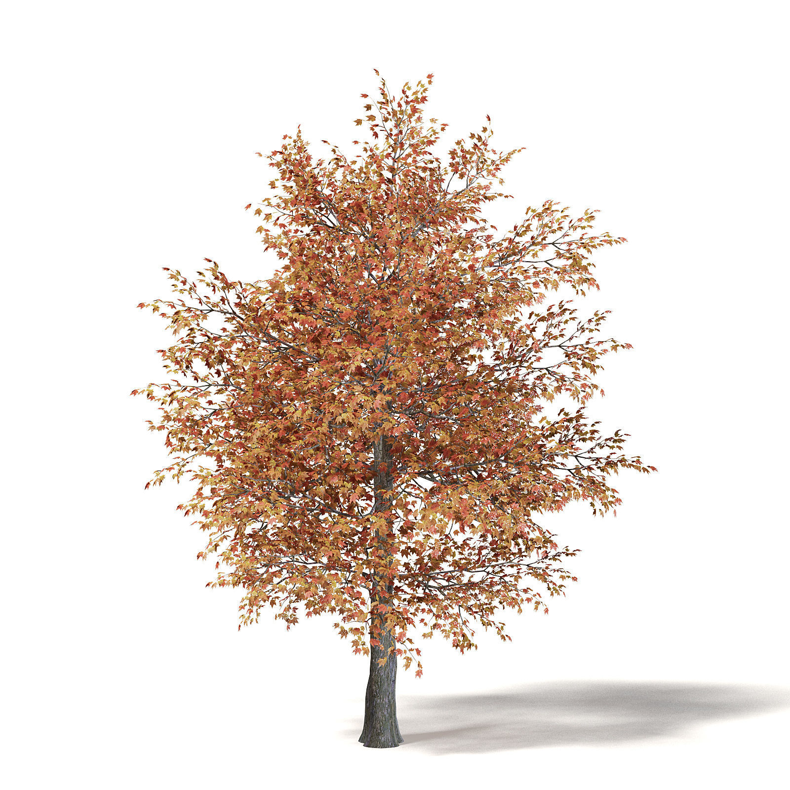 Sugar Maple 3D Model 7m 3D model_2