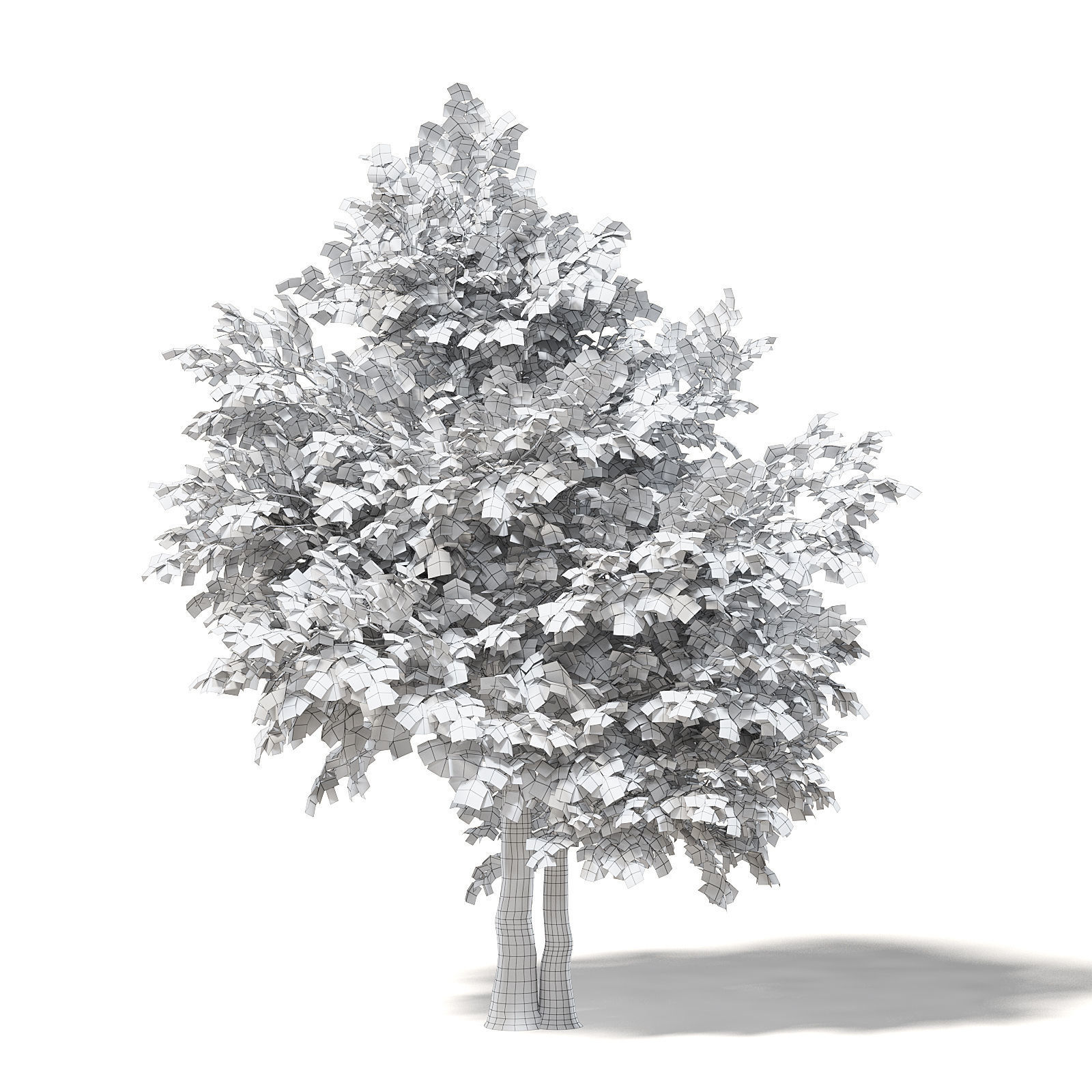 Sugar Maple 3D Model 7m 3D model_1