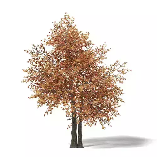 Sugar Maple 3D Model 7m