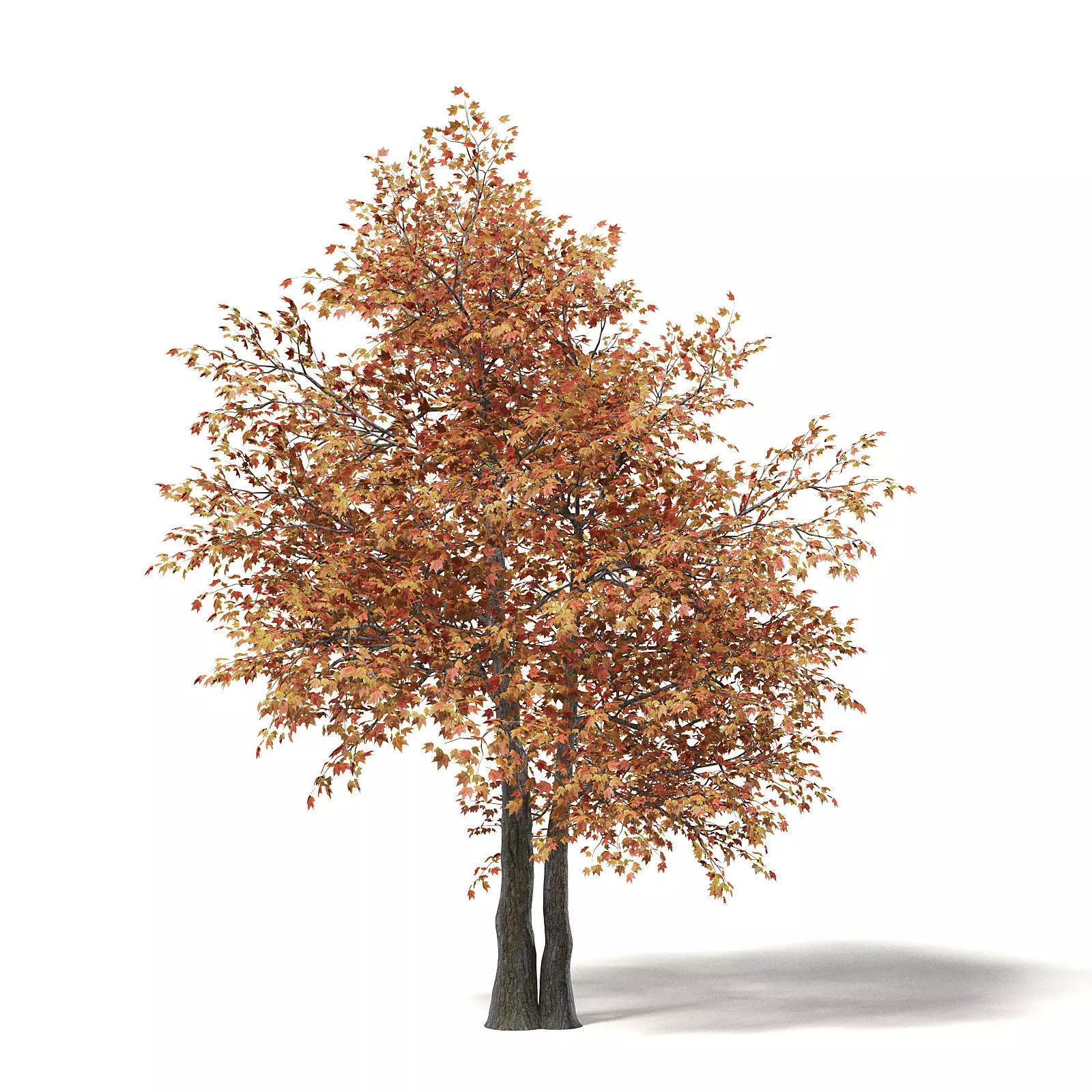 Sugar Maple 3D Model 7m 3D model_0