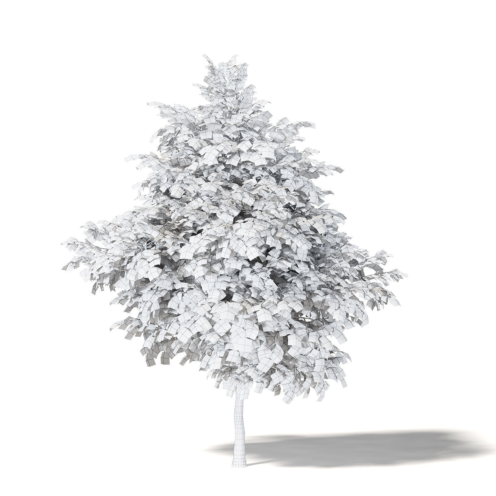 Sugar Maple 3D Model 6m 3D model_5