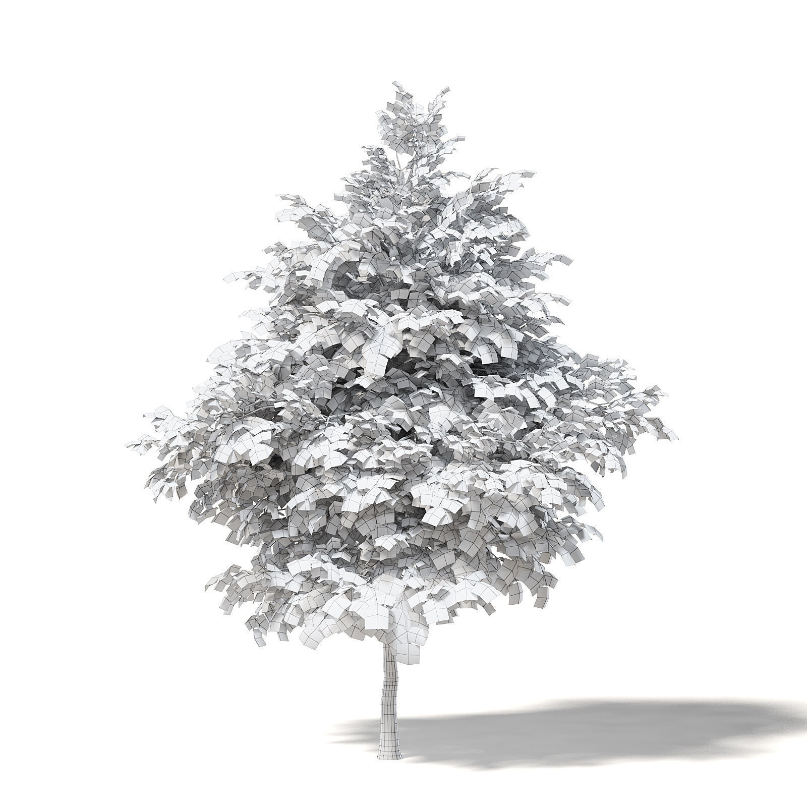Sugar Maple 3D Model 6m 3D model_1