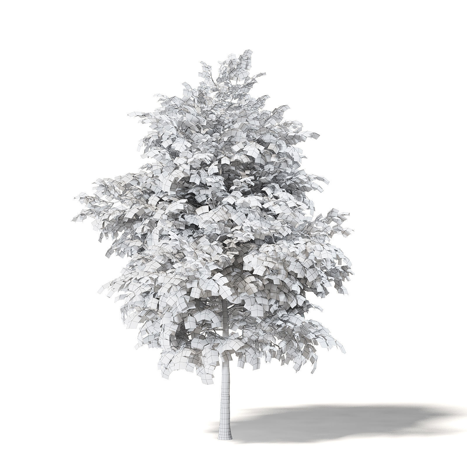 Sugar Maple 3D Model 6m 3D model_7