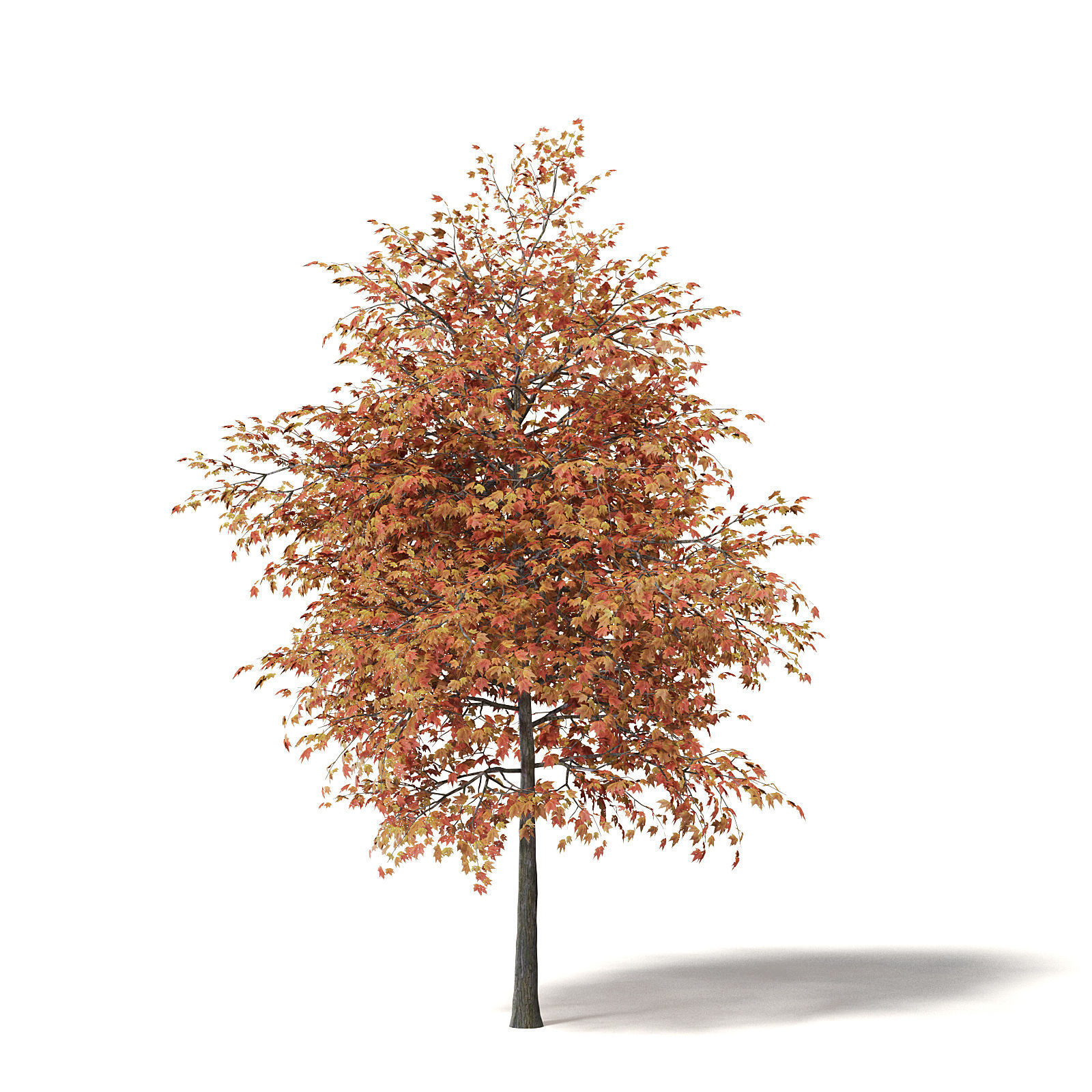 Sugar Maple 3D Model 6m 3D model_6
