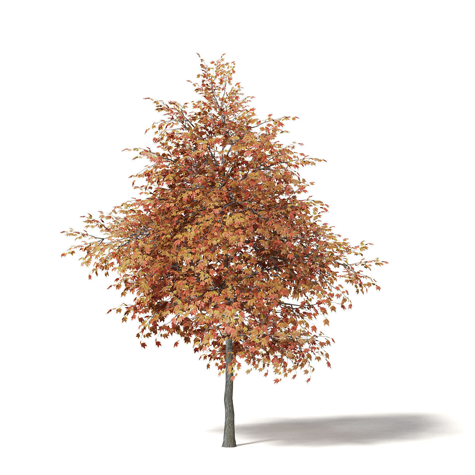 Sugar Maple 3D Model 6m 3D model_4