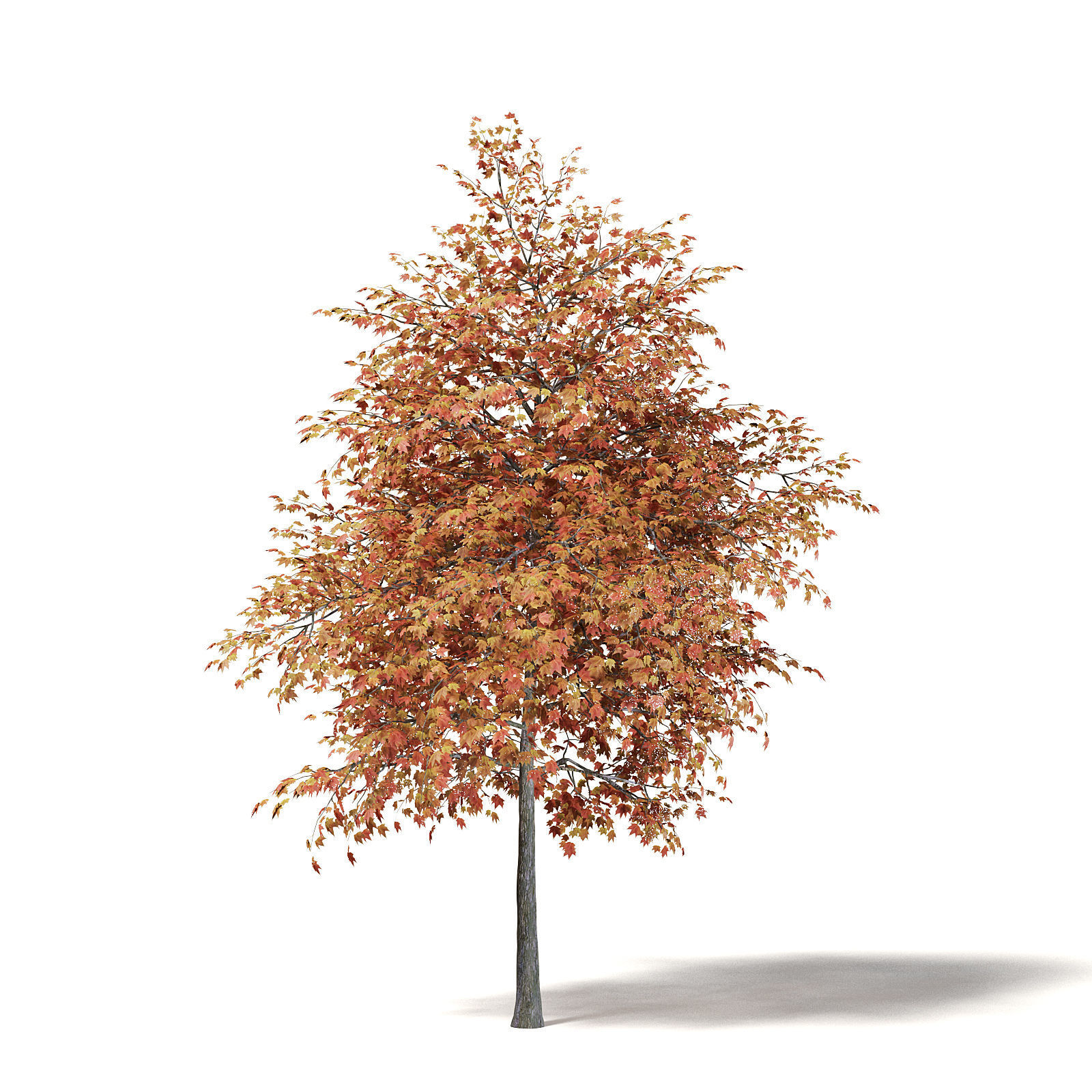 Sugar Maple 3D Model 6m 3D model_2