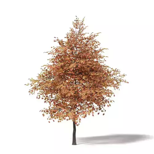 Sugar Maple 3D Model 6m