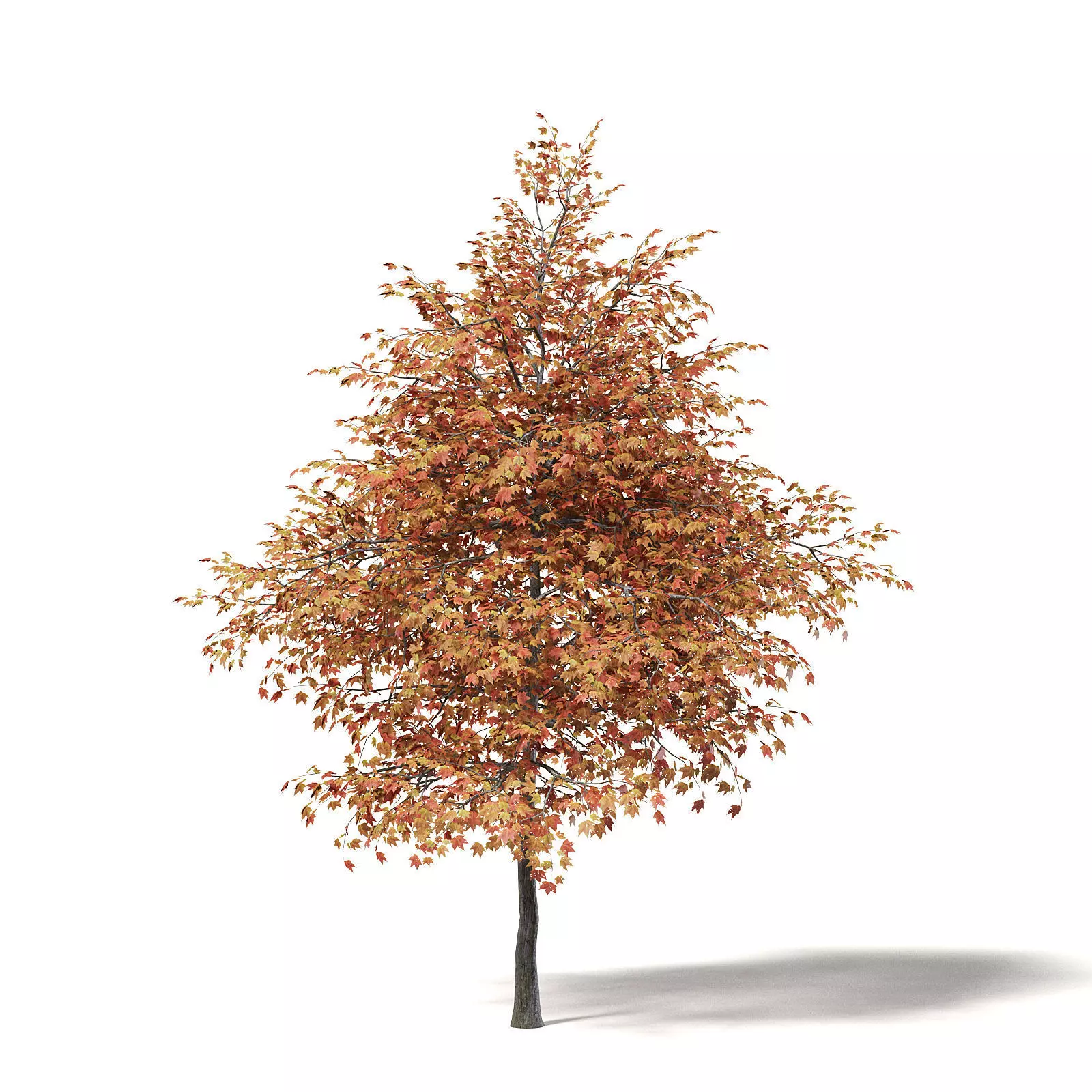 Sugar Maple 3D Model 6m 3D model_0