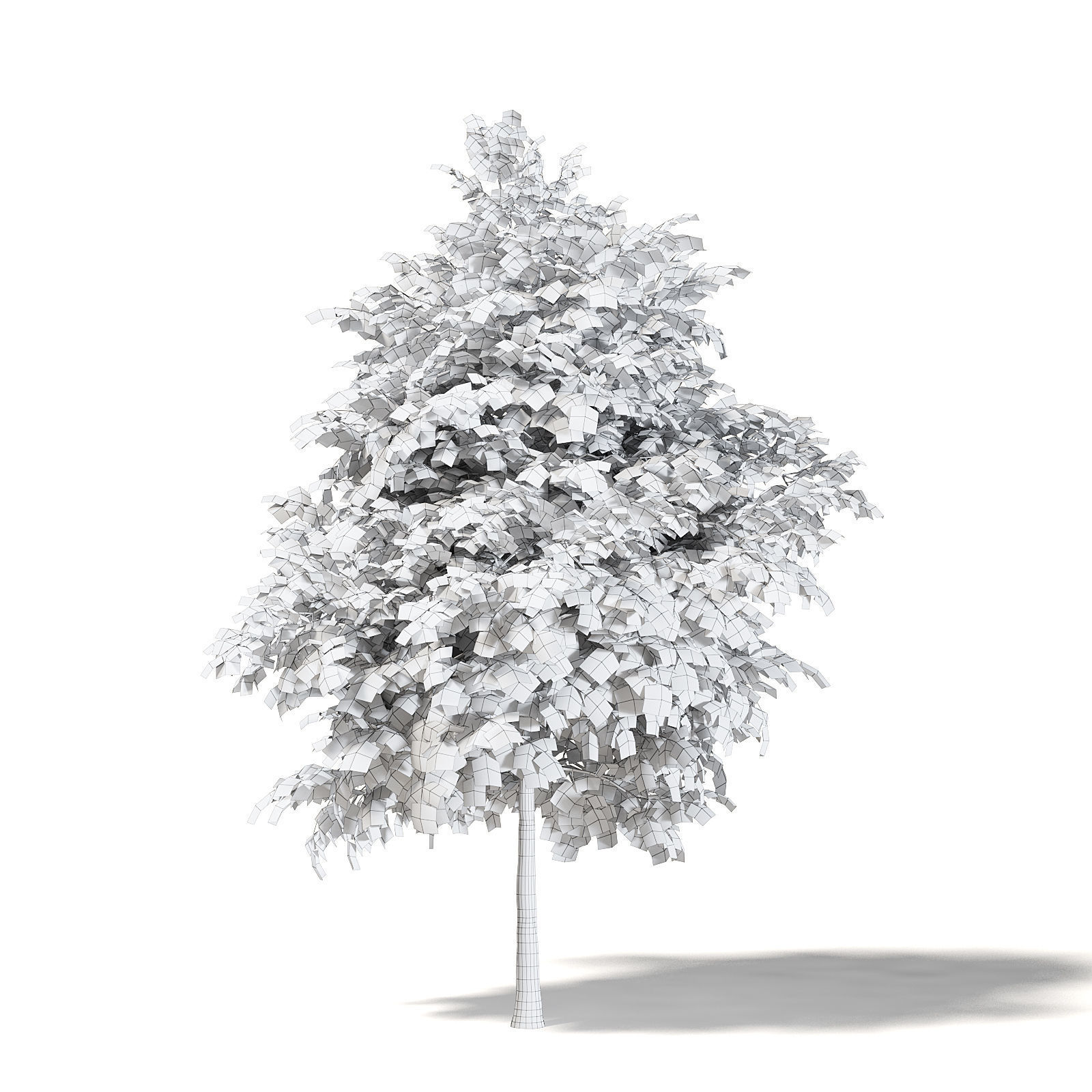 Sugar Maple 3D Model 6m 3D model_3