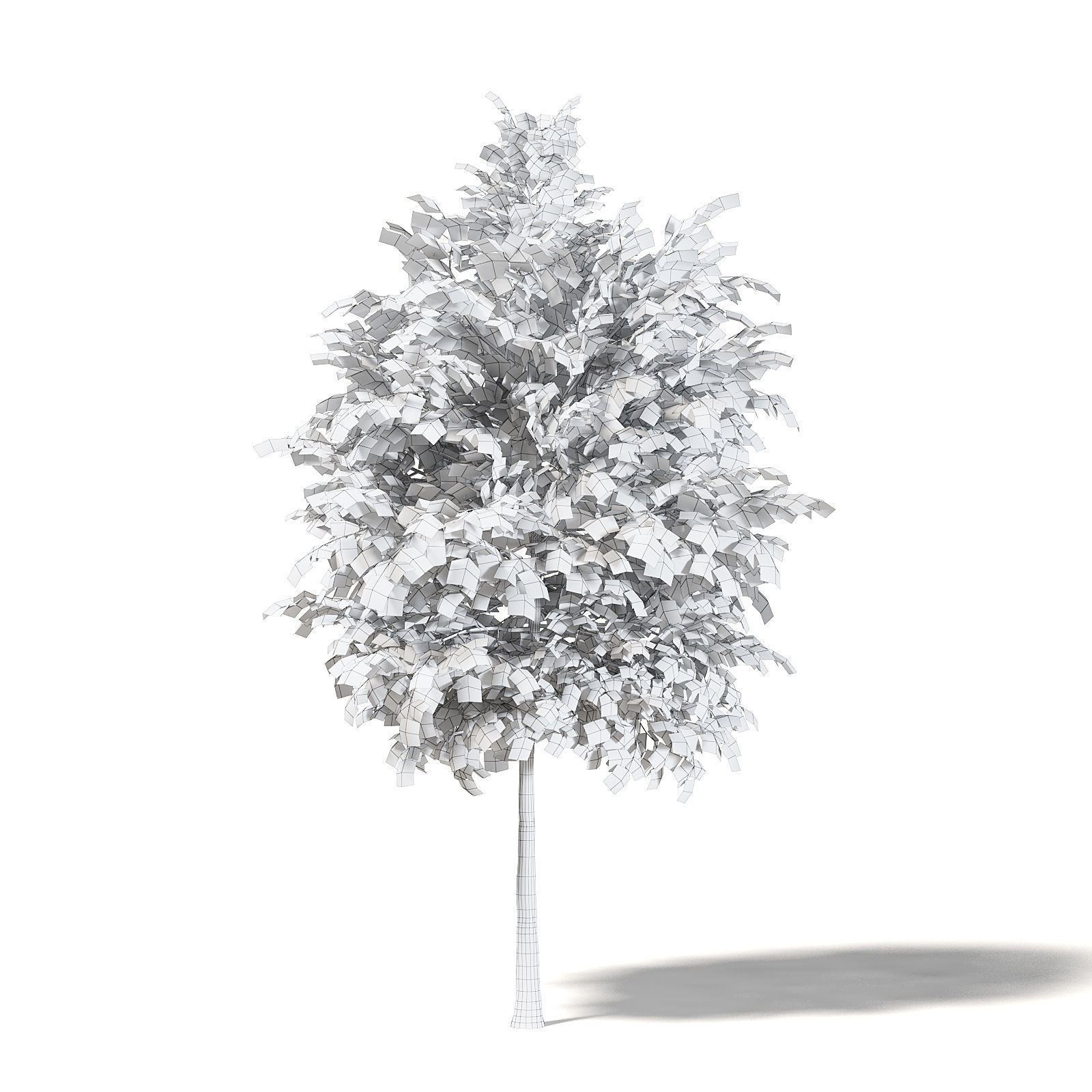 Sugar Maple 3D Model 4m 3D model_3