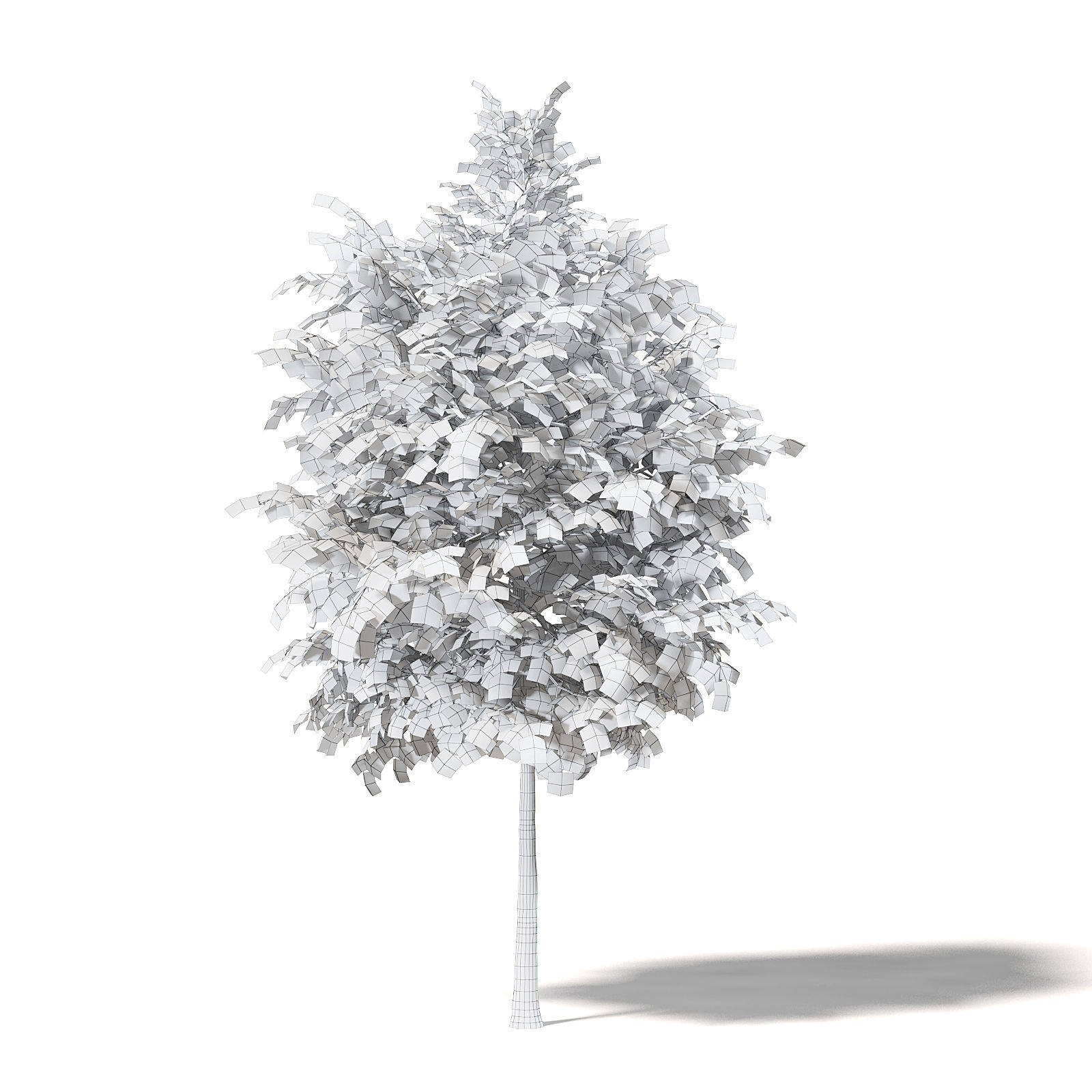 Sugar Maple 3D Model 4m 3D model_7