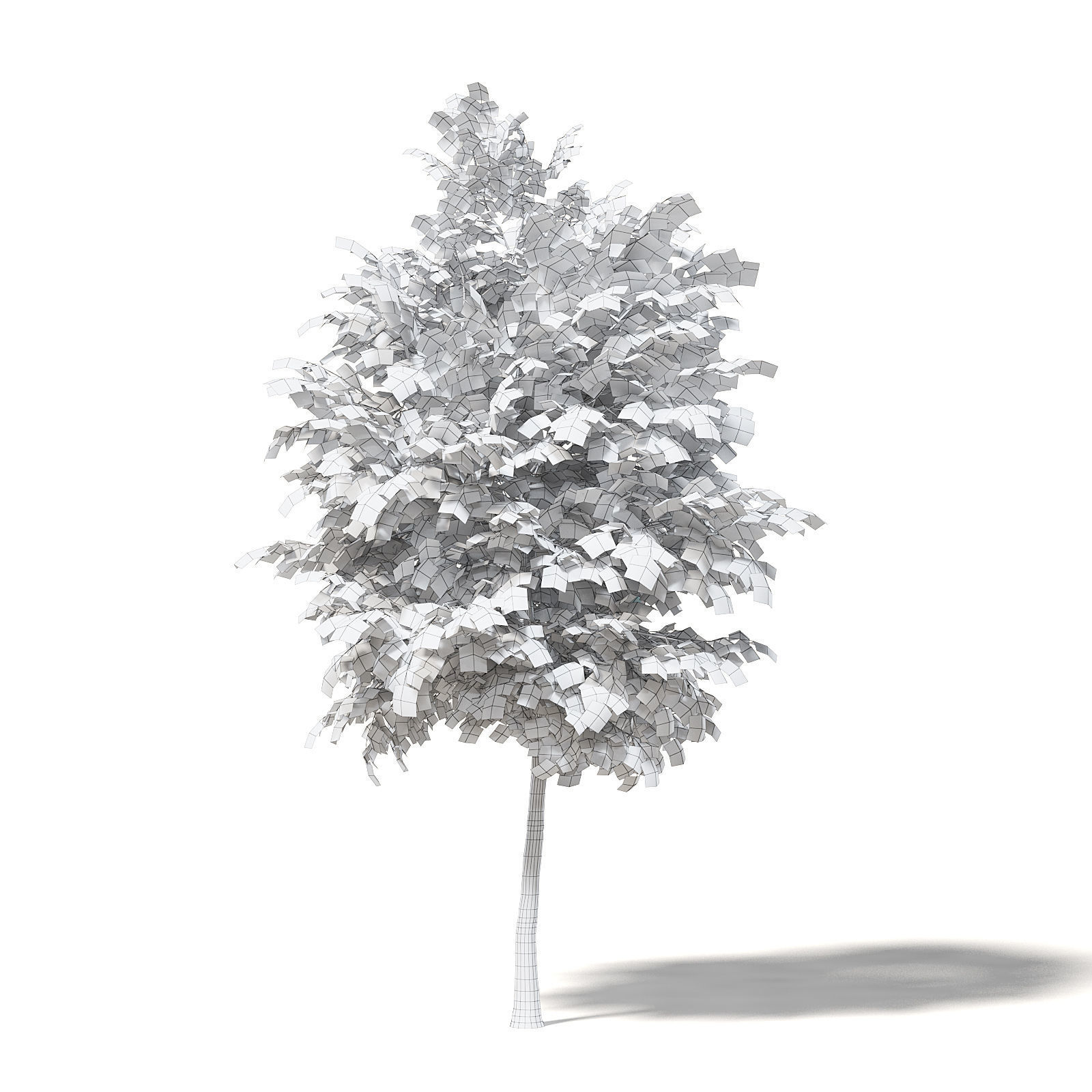 Sugar Maple 3D Model 4m 3D model_1