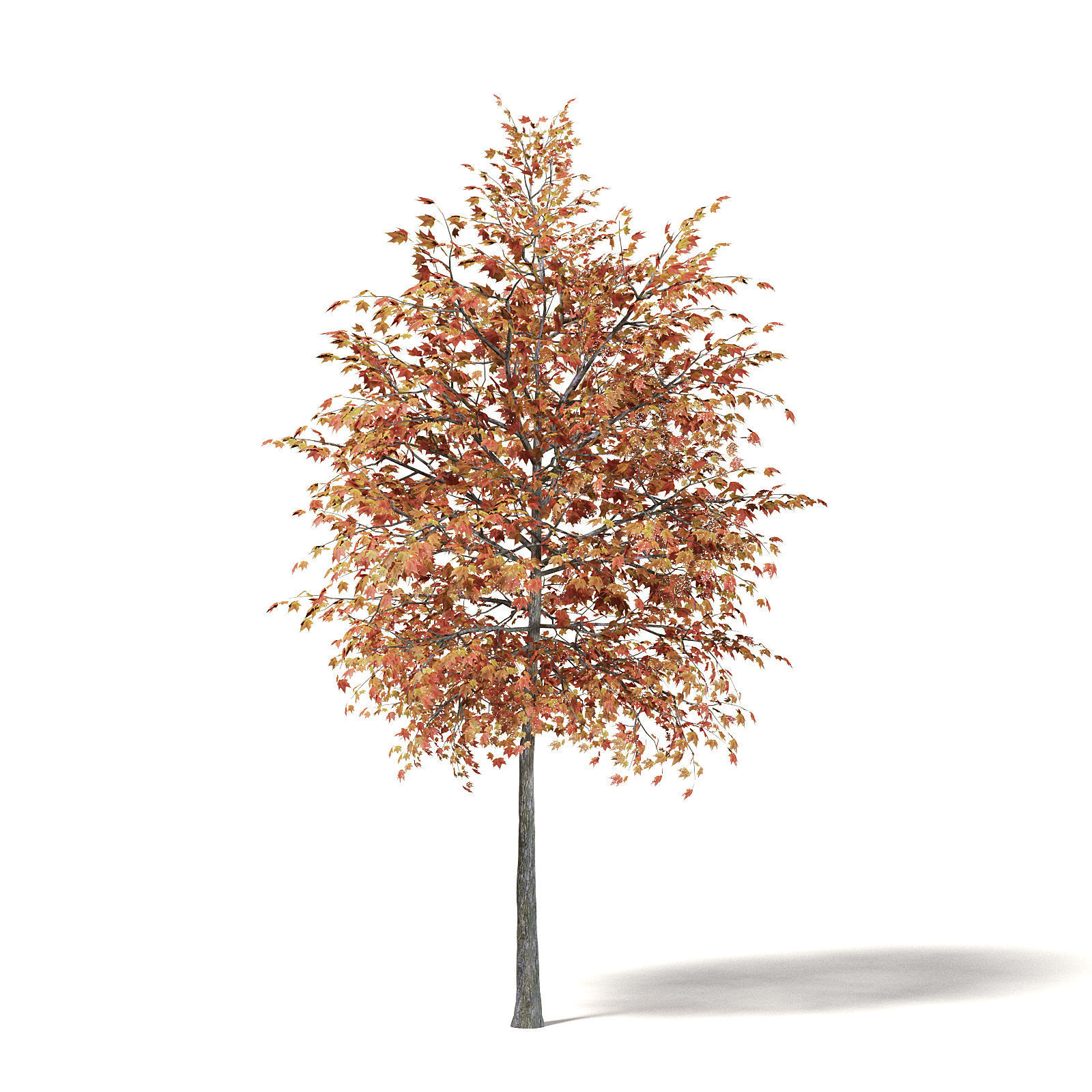 Sugar Maple 3D Model 4m 3D model_2