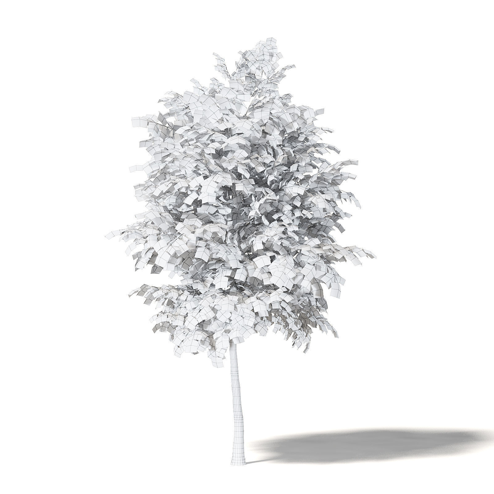 Sugar Maple 3D Model 4m 3D model_5