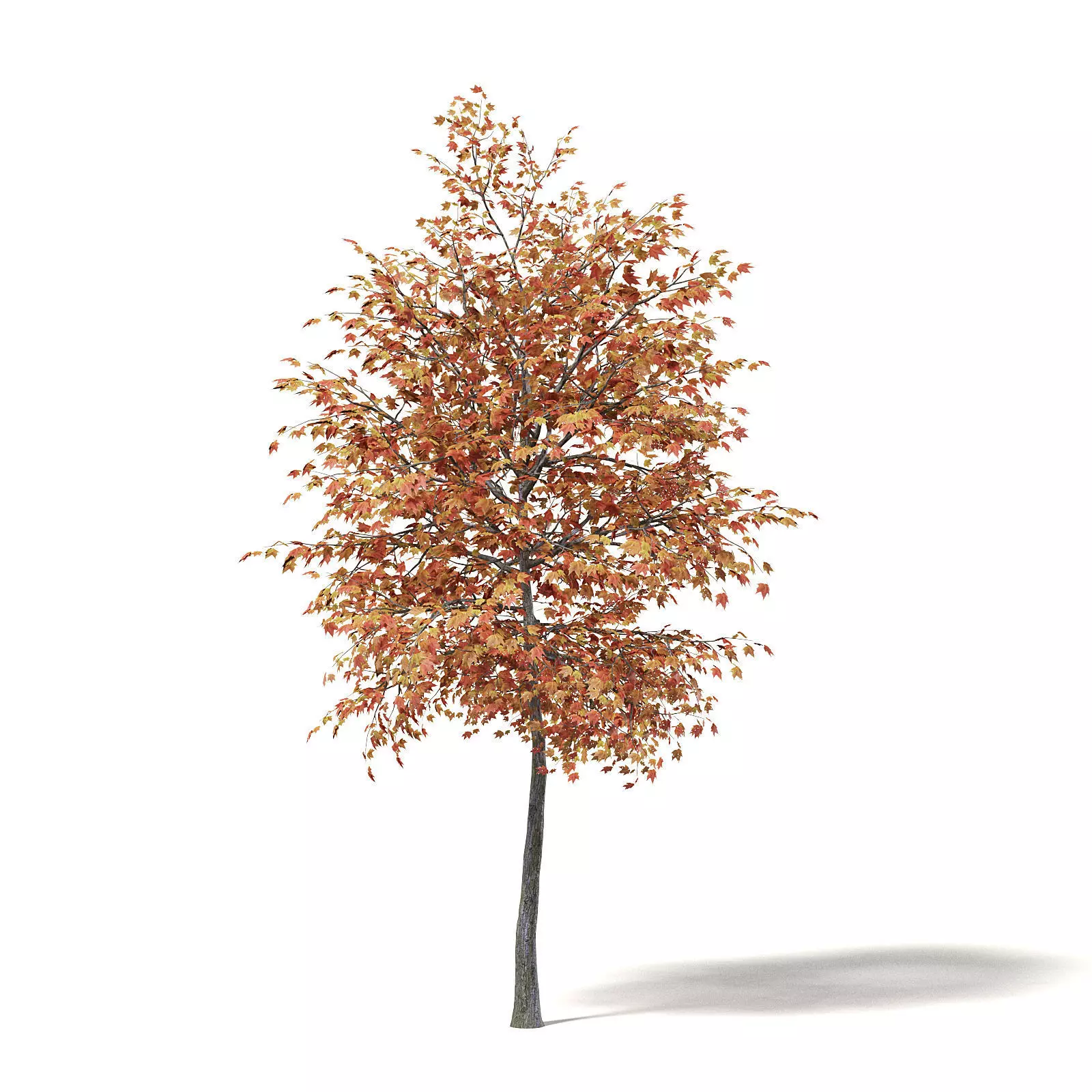 Sugar Maple 3D Model 4m 3D model_0