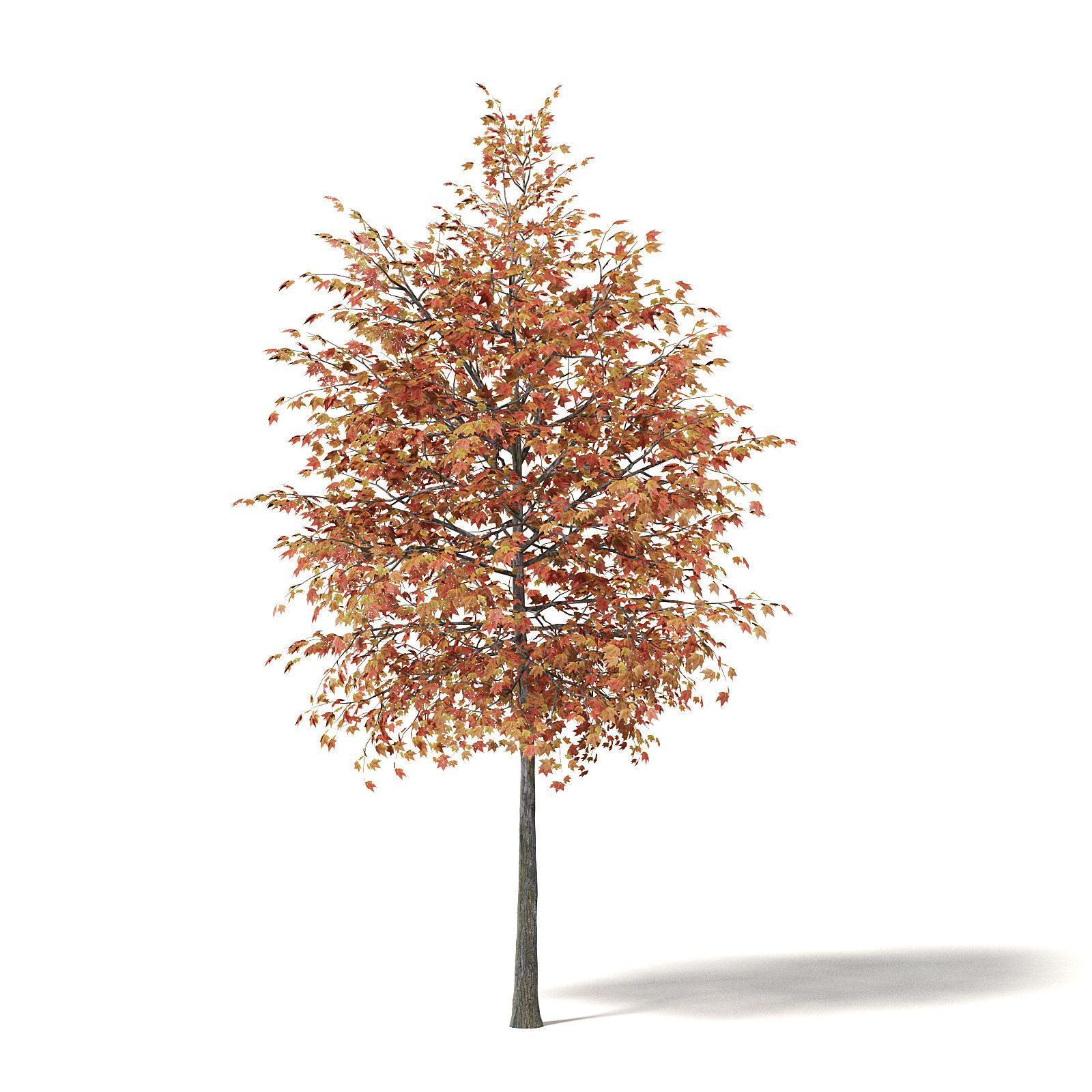 Sugar Maple 3D Model 4m 3D model_6