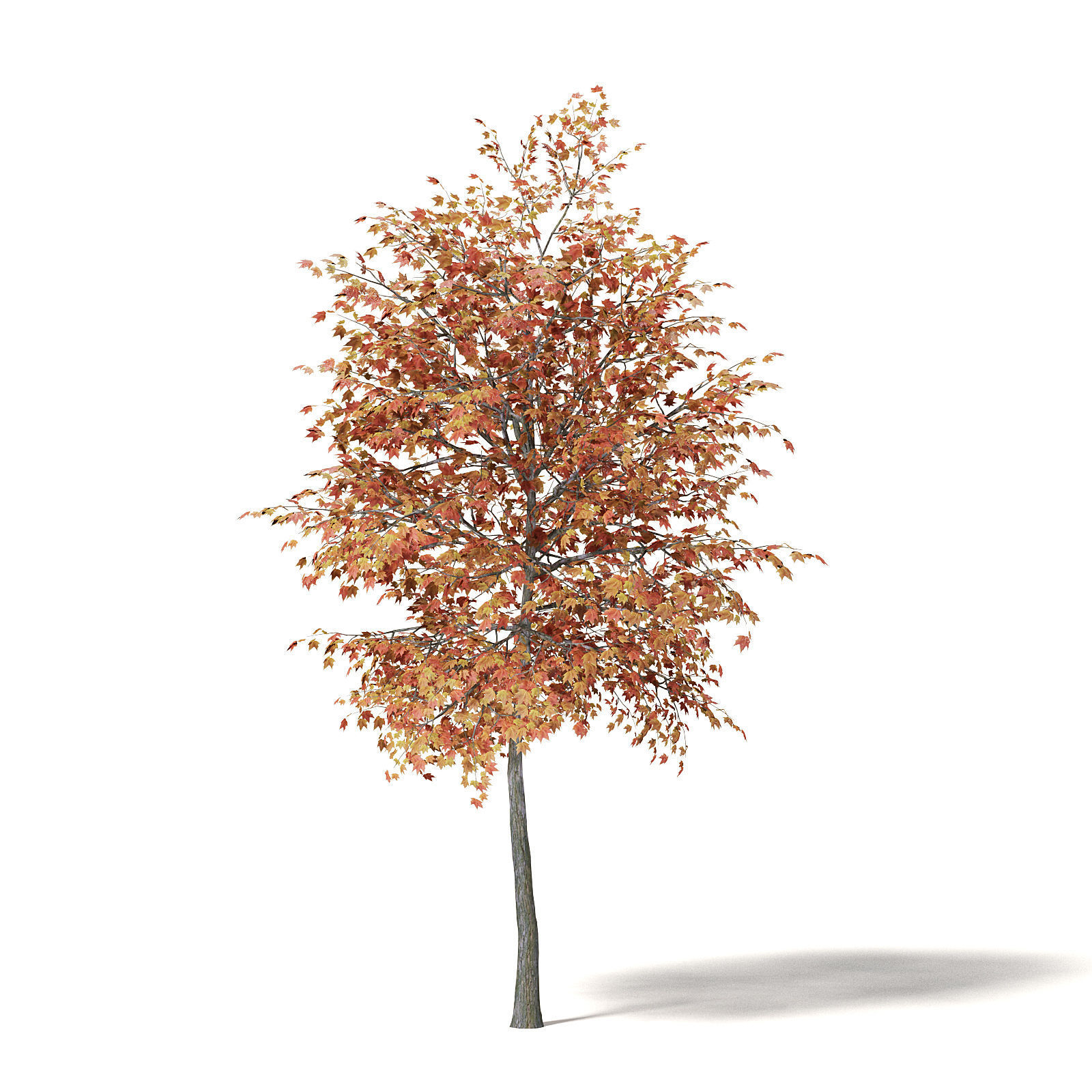 Sugar Maple 3D Model 4m 3D model_4