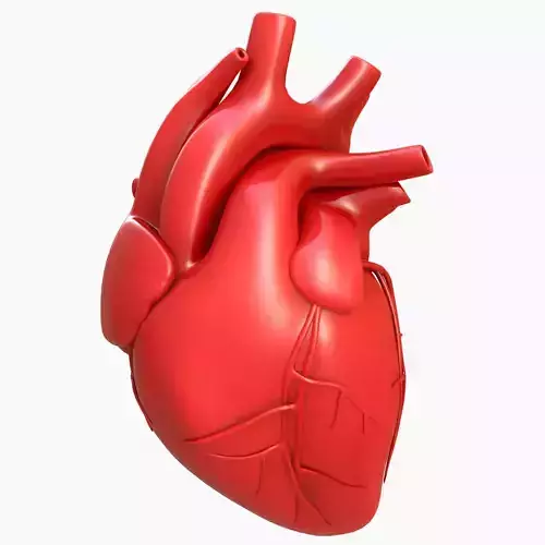Human Heart 3D model