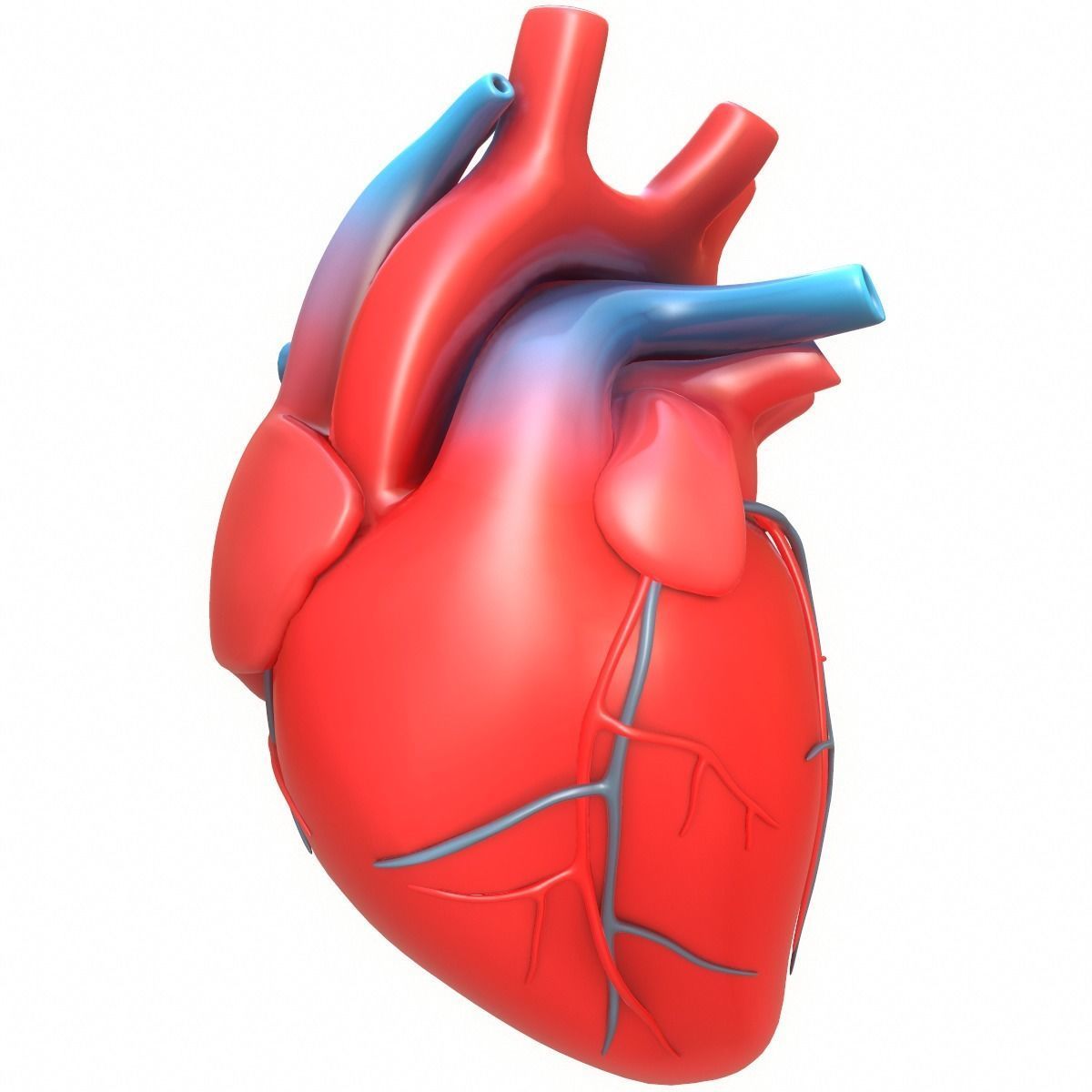 Aorta Human Heart 3d Model Cgtrader Royalty free cartoon human heart clip a...