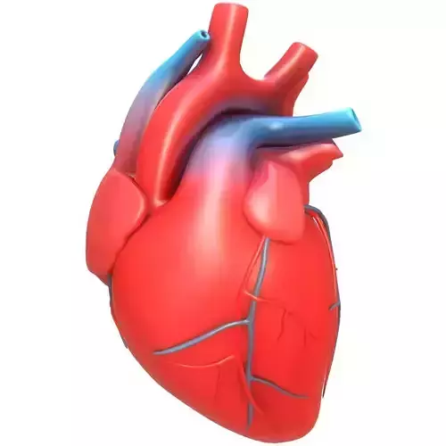 Human Heart