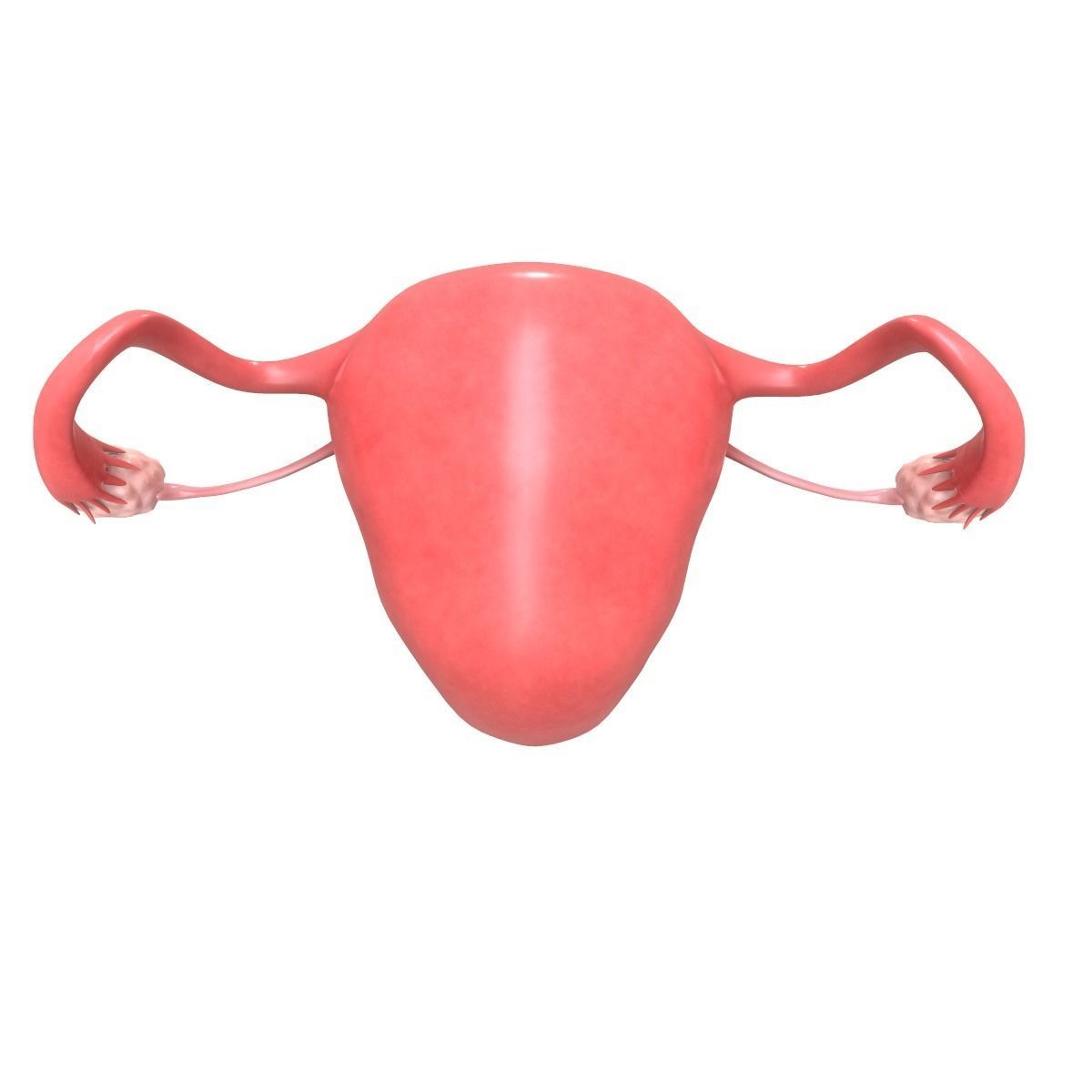 Female Reproductive System Section 3D model_4
