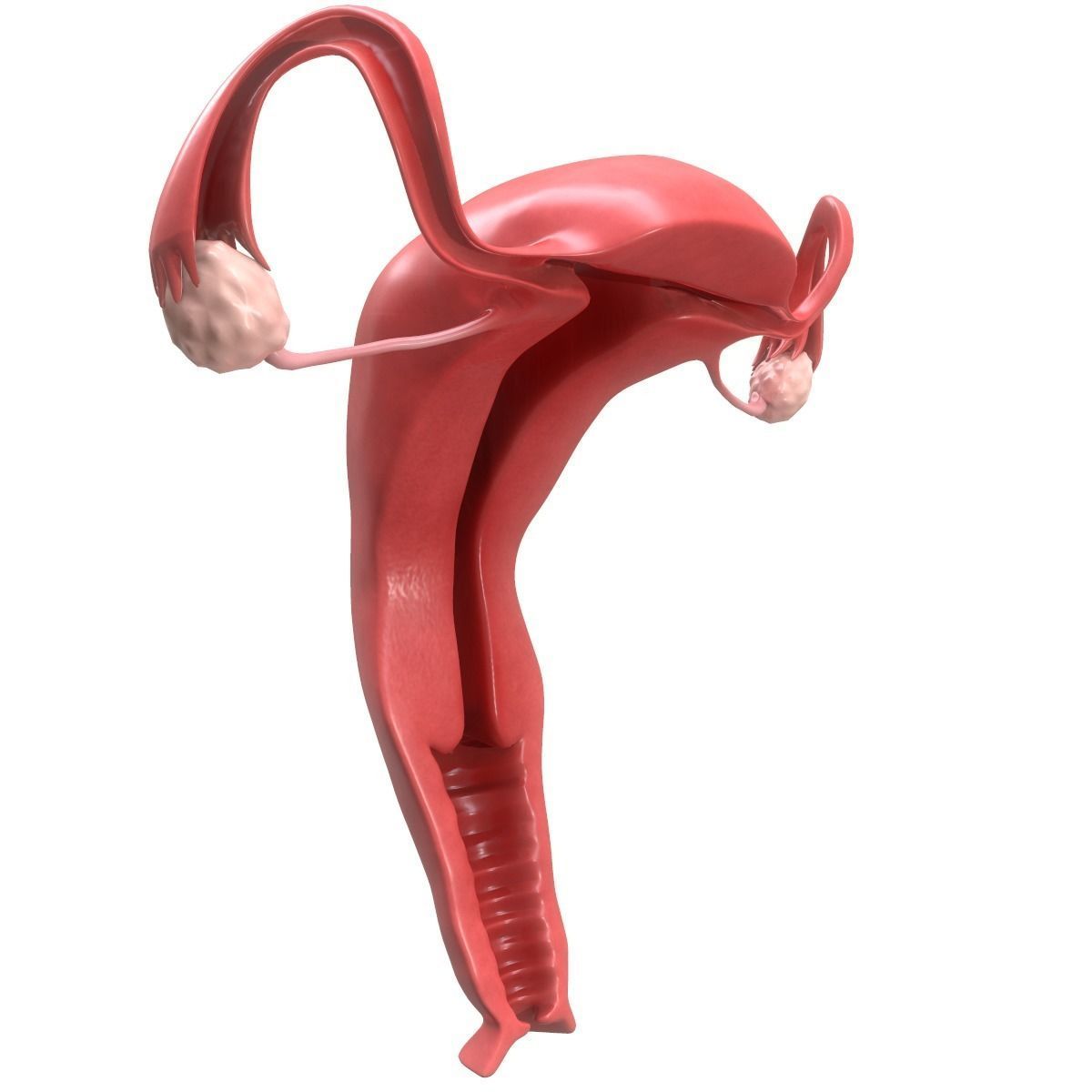 Female Reproductive System Section 3D model_8
