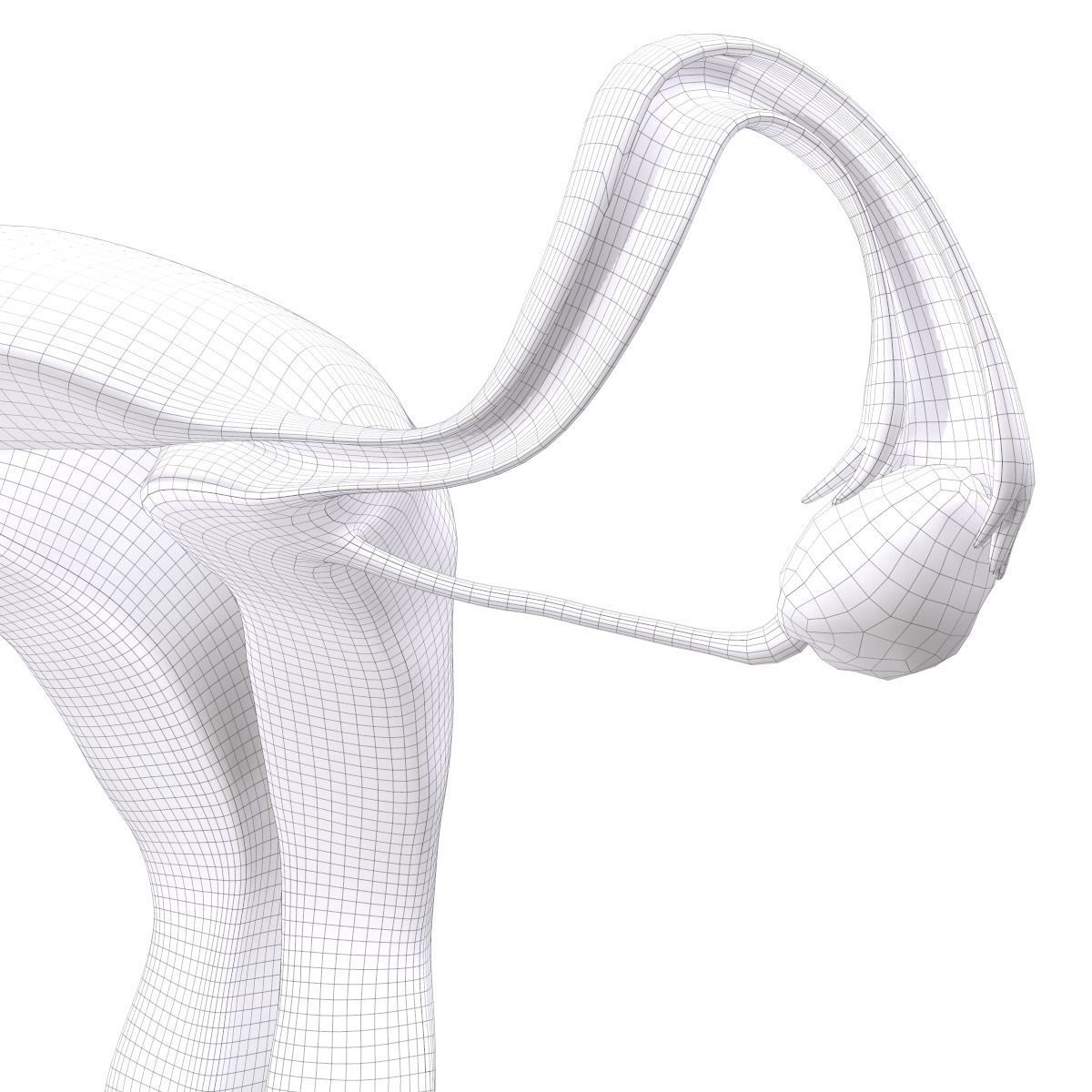 Female Reproductive System Section 3D model_20