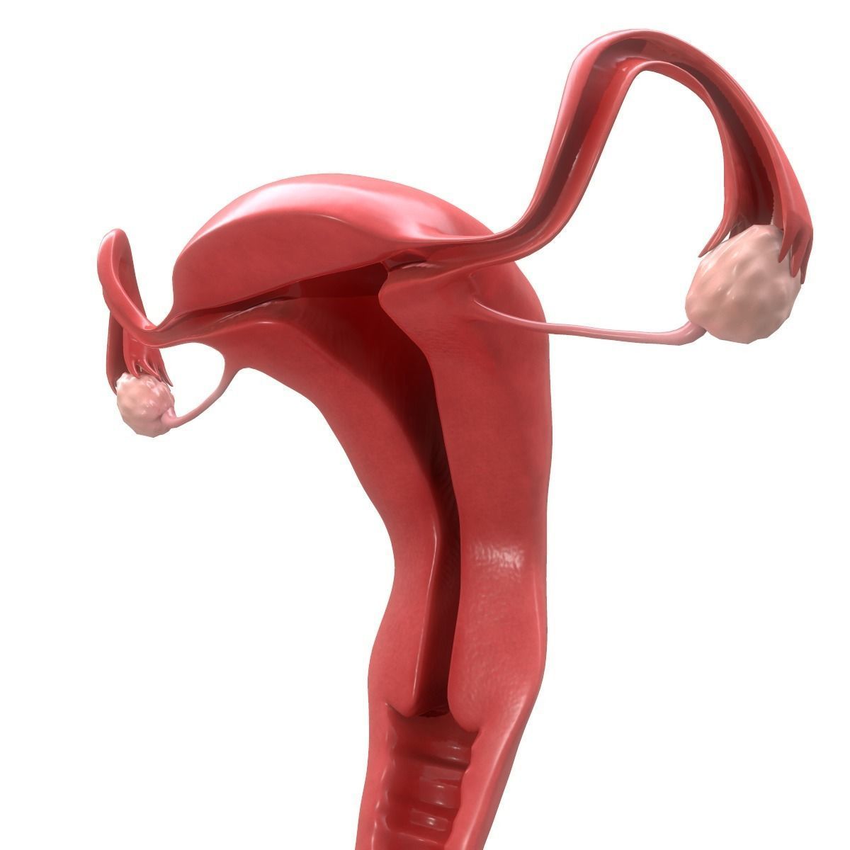 Female Reproductive System Section 3D model_17