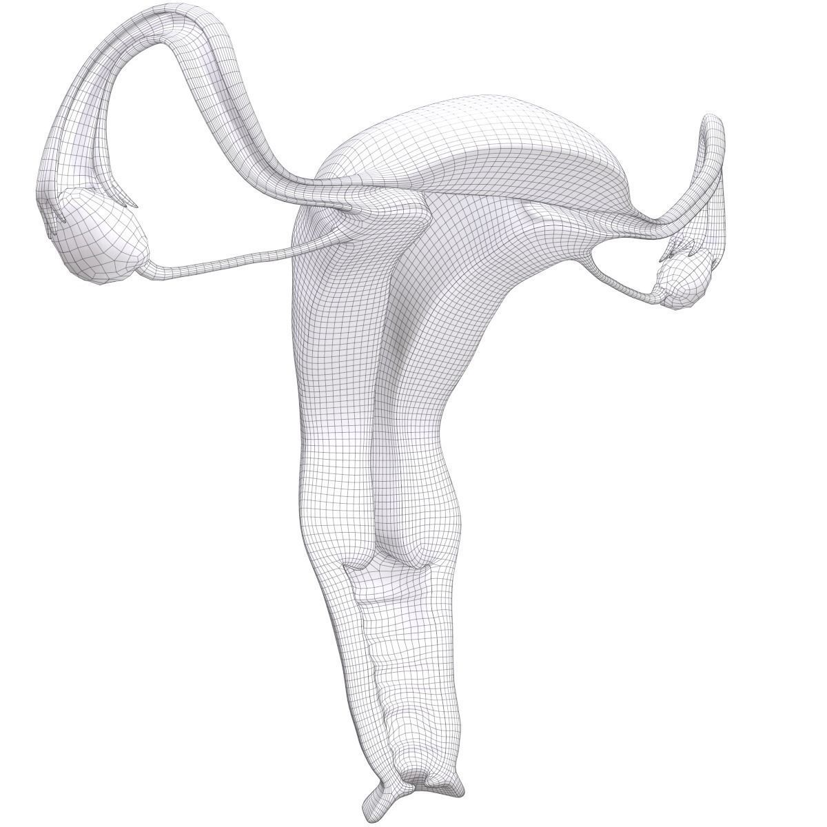 Female Reproductive System Section 3D model_21