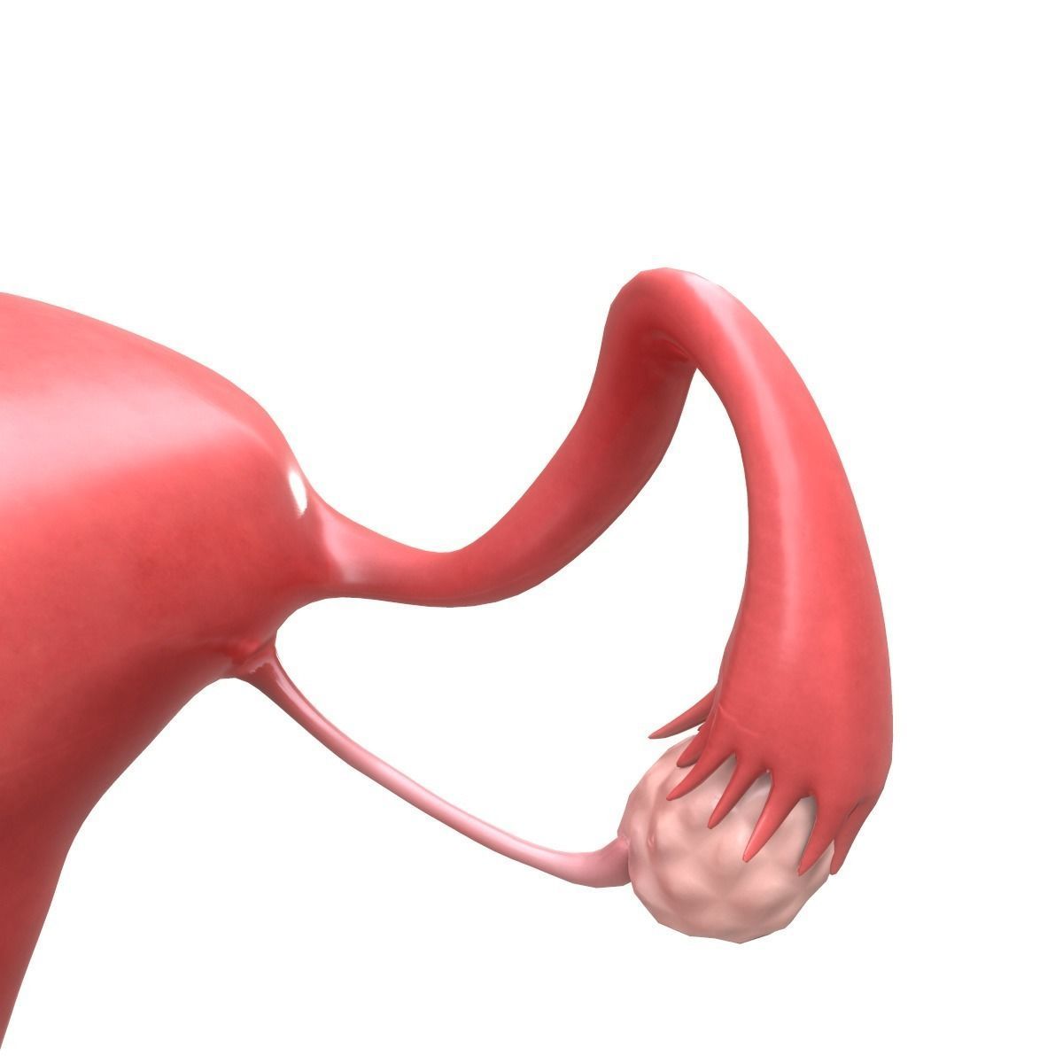 Female Reproductive System Section 3D model_13
