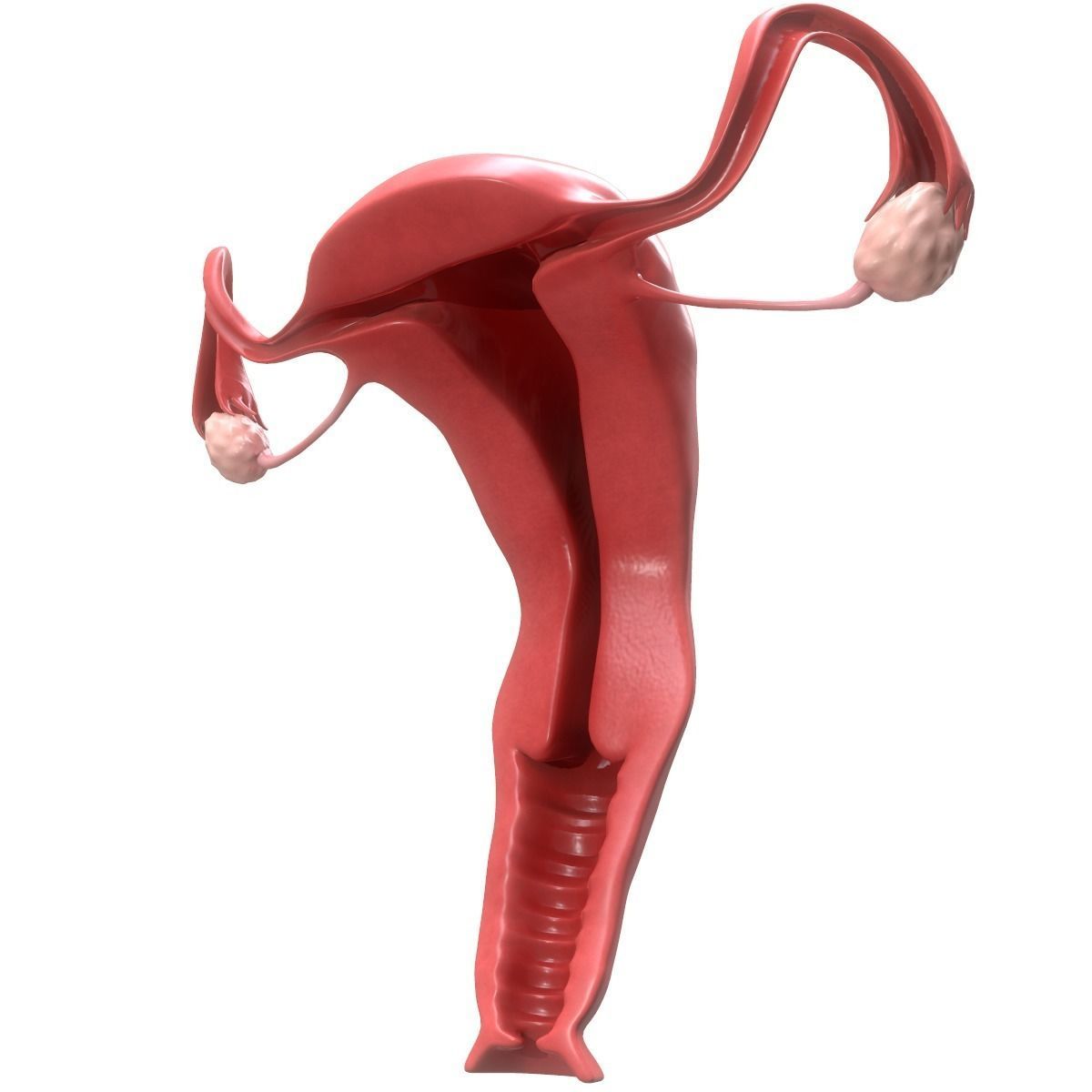 Female Reproductive System Section 3D model_6