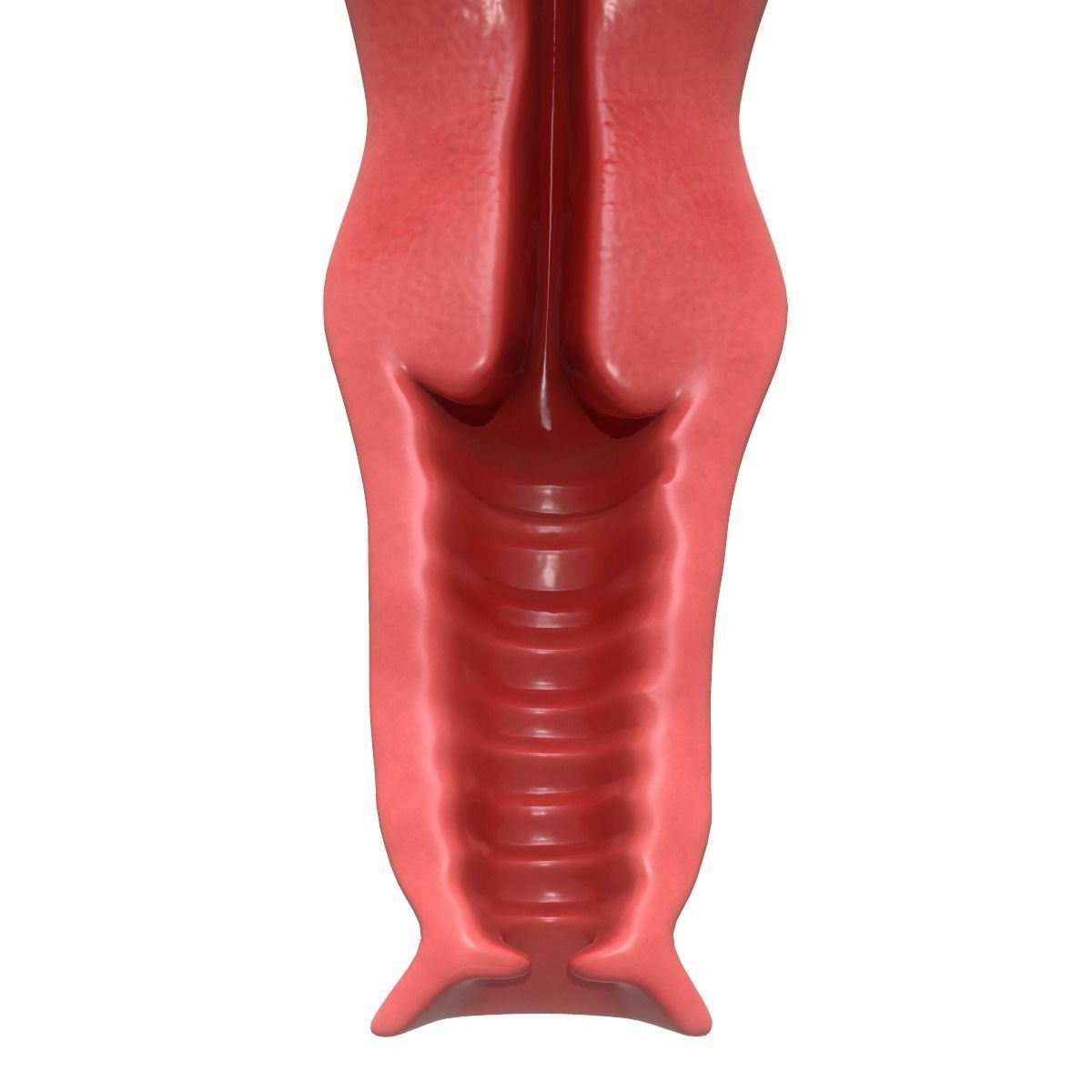 Female Reproductive System Section 3D model_14