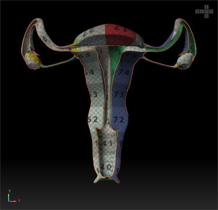 Female Reproductive System Section 3D model_23