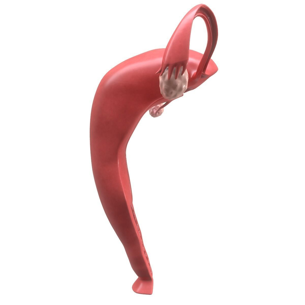 Female Reproductive System Section 3D model_2