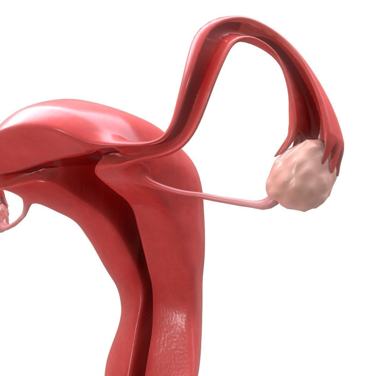 Female Reproductive System Section 3D model_18