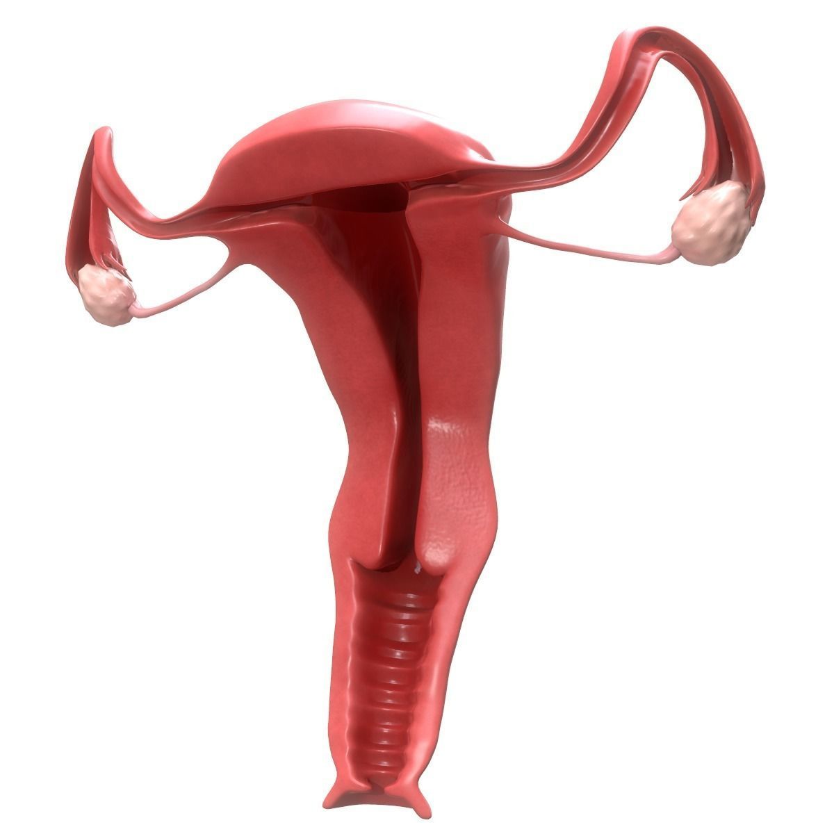 Female Reproductive System Section 3D model_1