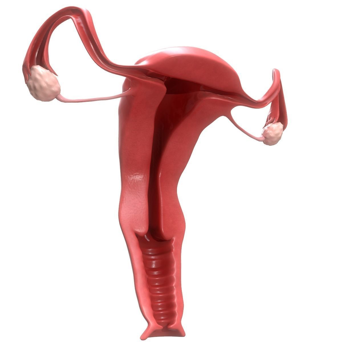 Female Reproductive System Section 3D model_7