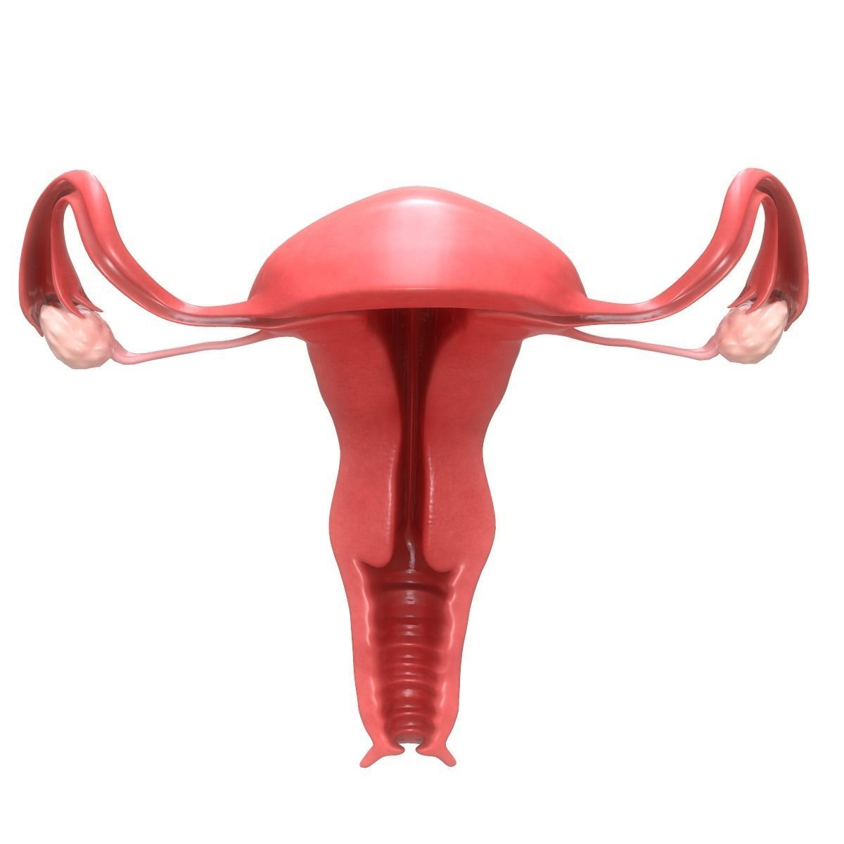 Female Reproductive System Section 3D model_10