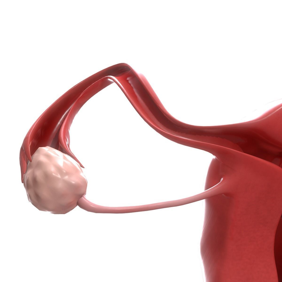 Female Reproductive System Section 3D model_12