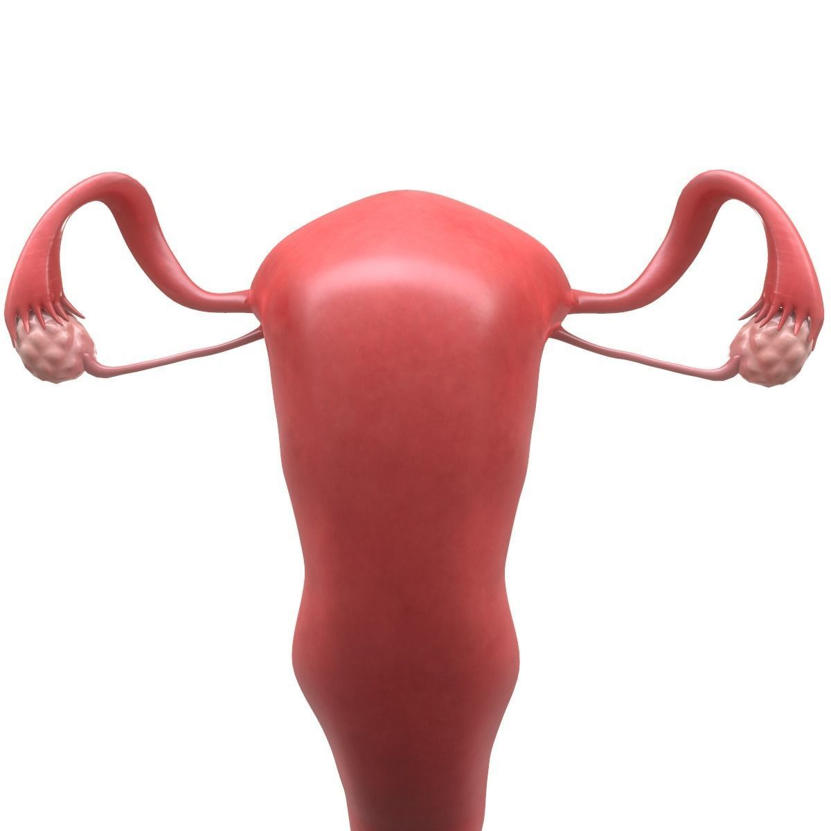 Female Reproductive System Section 3D model_16