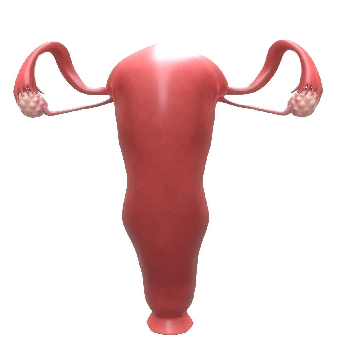 Female Reproductive System Section 3D model_3