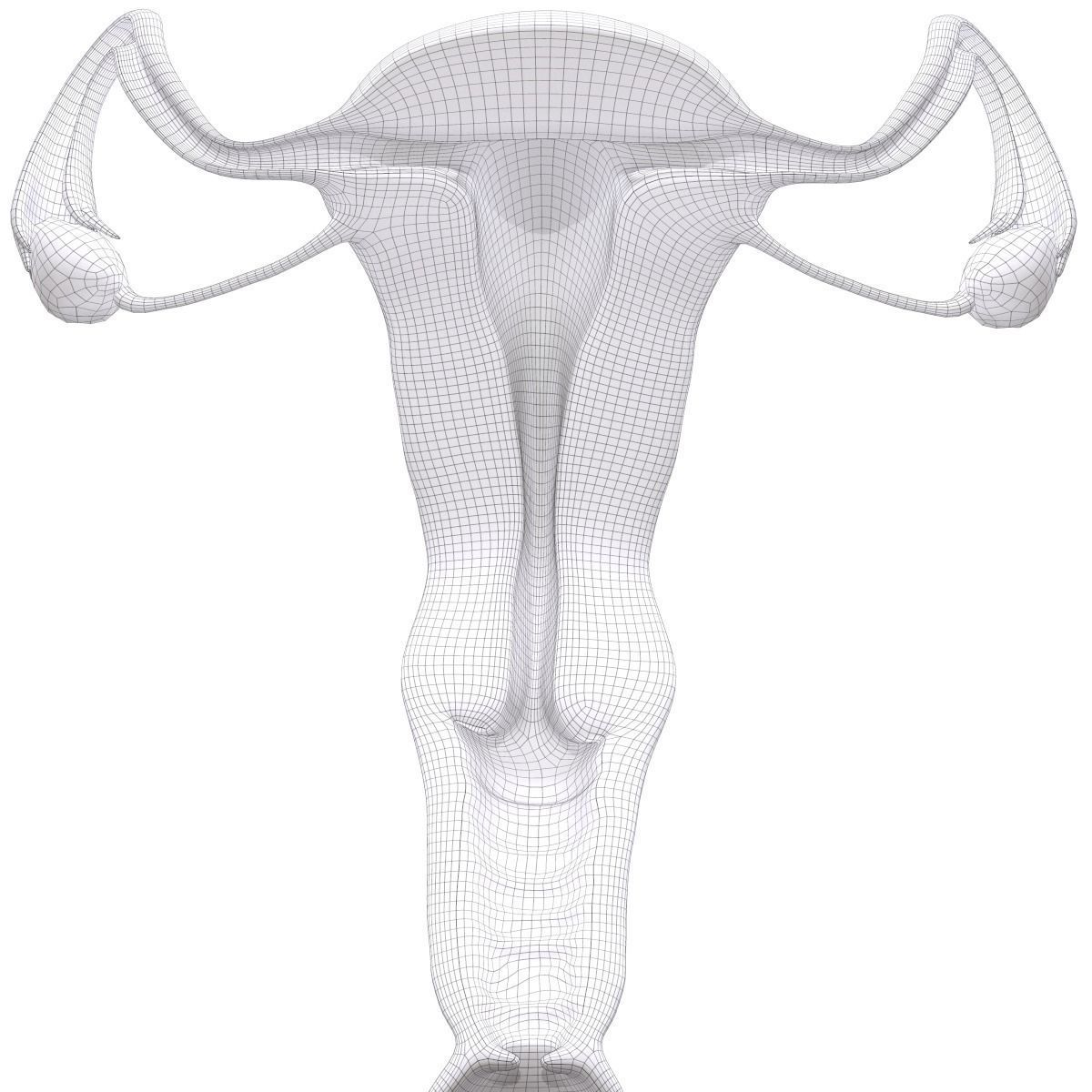 Female Reproductive System Section 3D model_22
