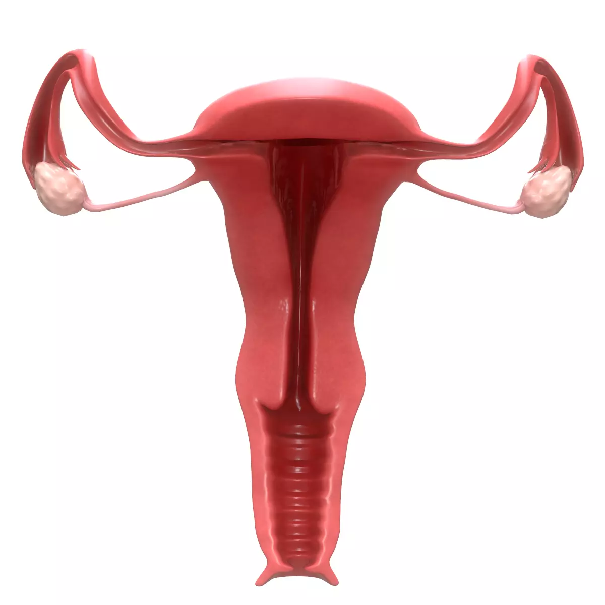 Female Reproductive System Section 3D model_0