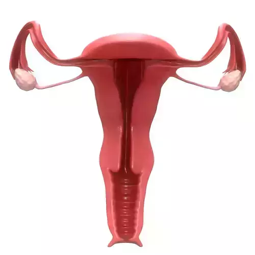 Female Reproductive System Section 3D model